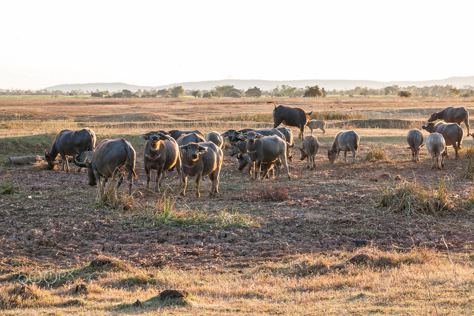 Sigma 17-70mm F2.8-4 DC Macro OS HSM sample photo. Buffalo in countryside,thailand photography