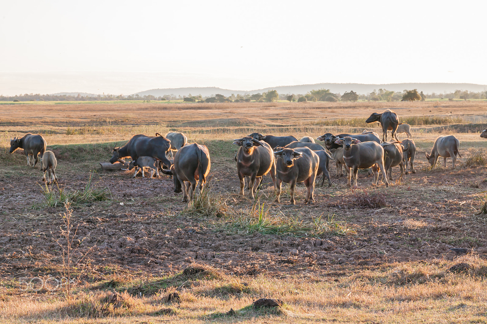 Sigma 17-70mm F2.8-4 DC Macro OS HSM sample photo. Buffalo in countryside,thailand photography