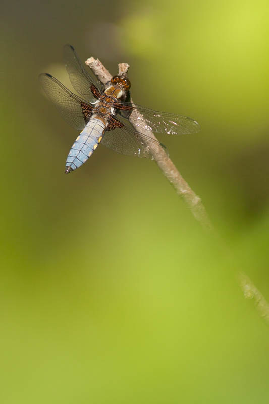Canon EOS 50D + Canon EF 300mm F4L IS USM sample photo. Libellule photography