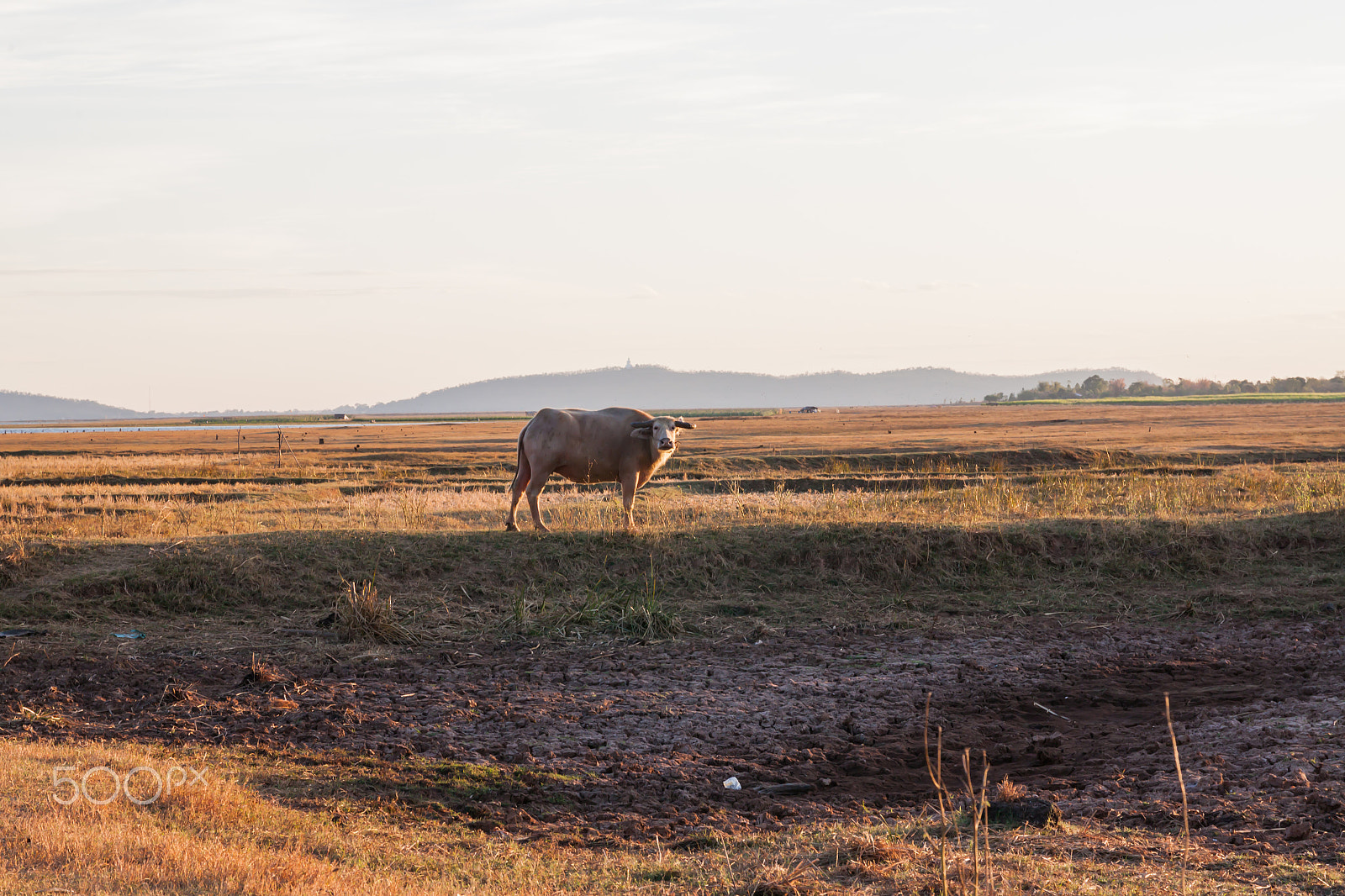 Sigma 17-70mm F2.8-4 DC Macro OS HSM sample photo. Buffalo in countryside,thailand photography