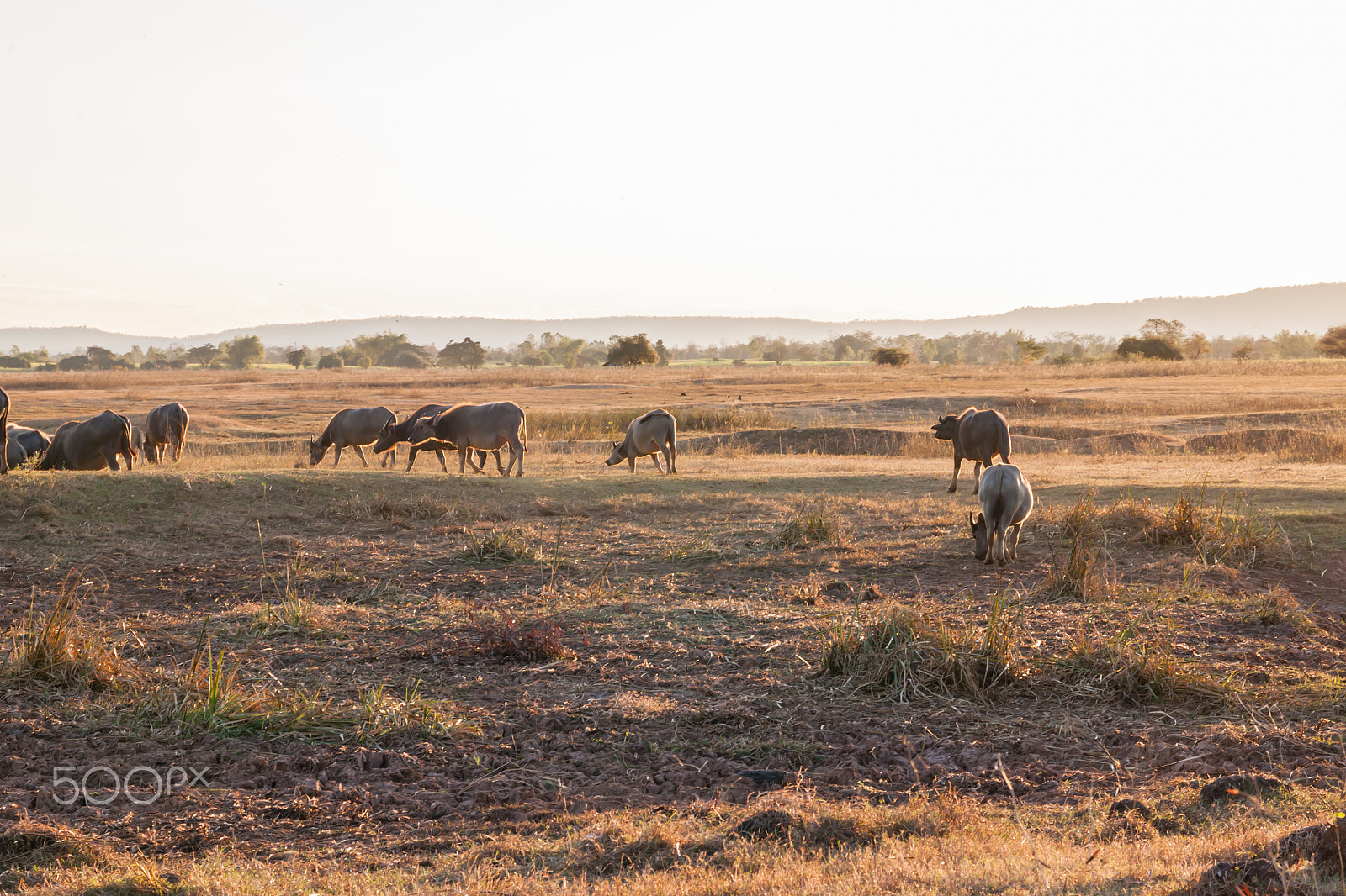 Sigma 17-70mm F2.8-4 DC Macro OS HSM sample photo. Buffalo in countryside,thailand photography