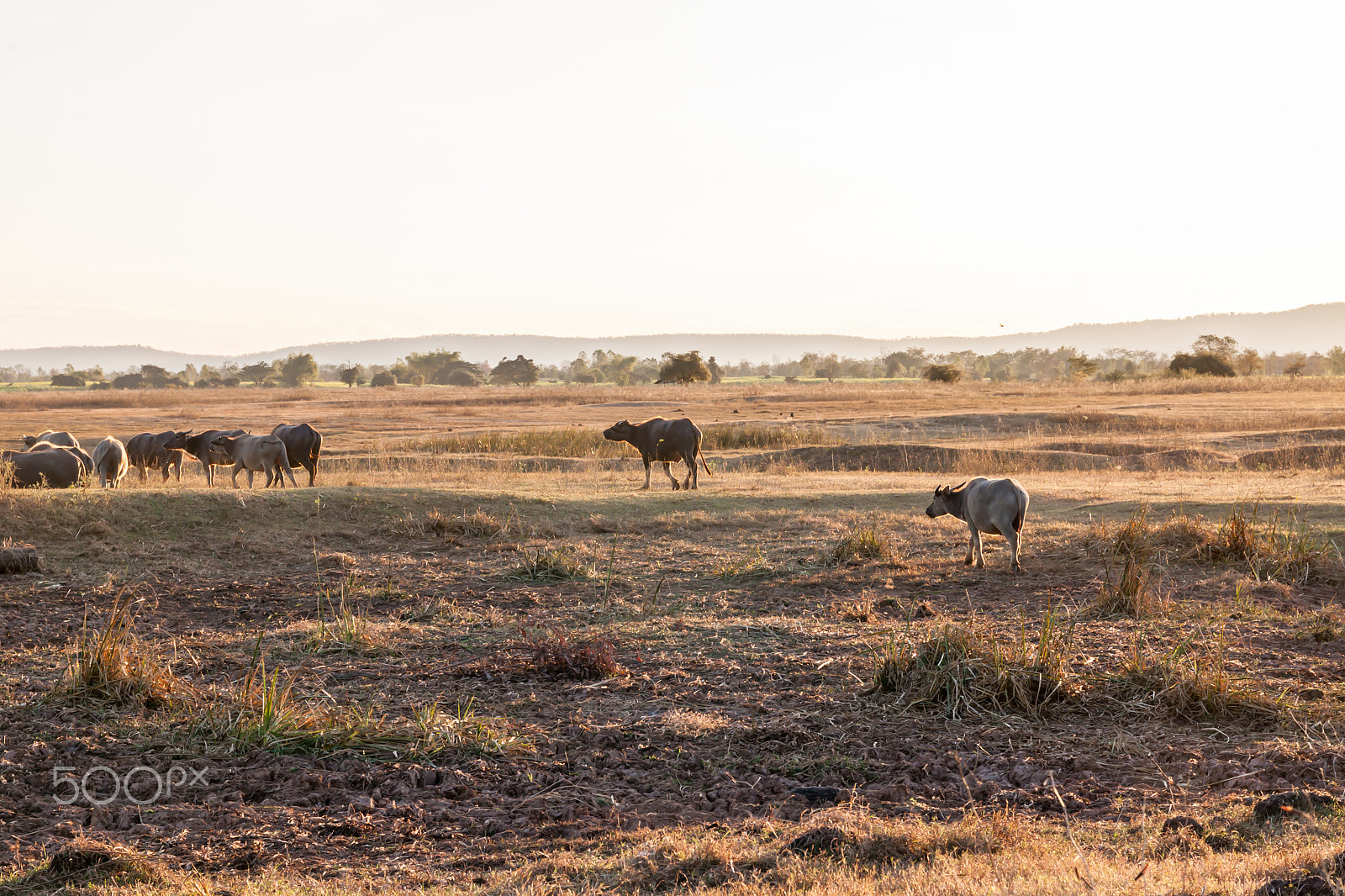 Sigma 17-70mm F2.8-4 DC Macro OS HSM sample photo. Buffalo in countryside,thailand photography