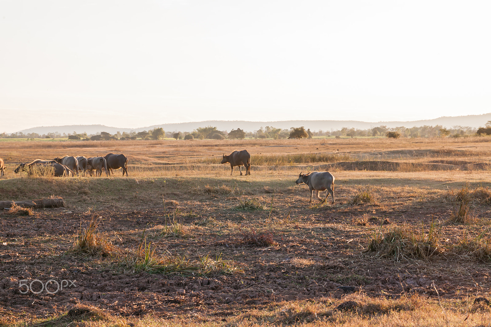 Sigma 17-70mm F2.8-4 DC Macro OS HSM sample photo. Buffalo in countryside,thailand photography