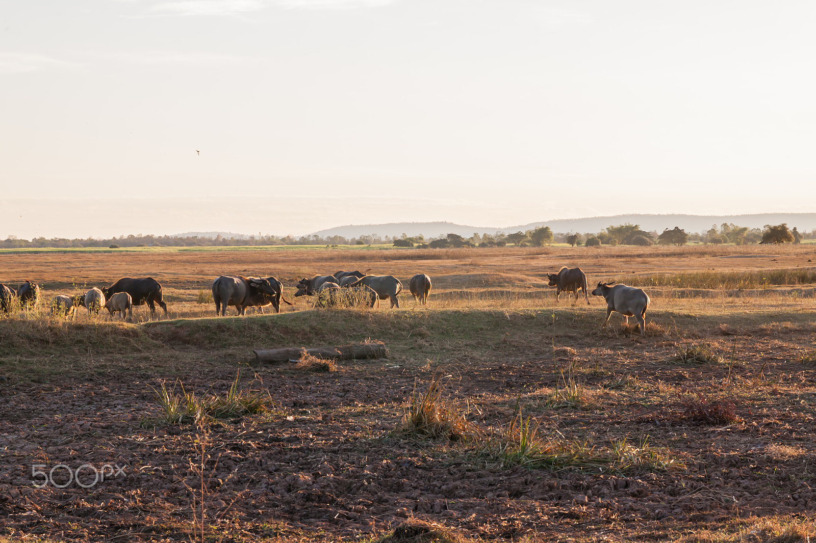 Sigma 17-70mm F2.8-4 DC Macro OS HSM sample photo. Buffalo in countryside,thailand photography