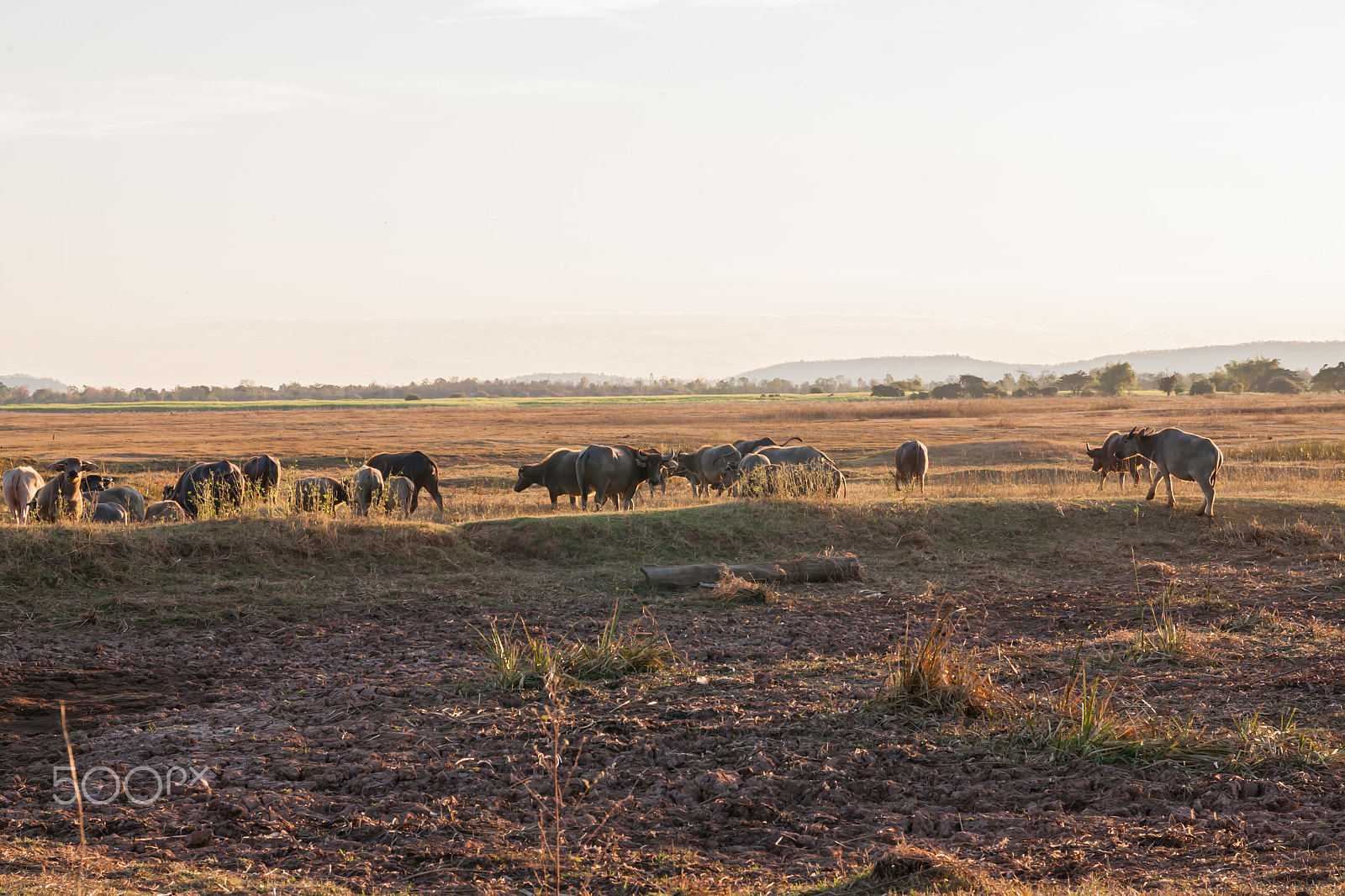 Sigma 17-70mm F2.8-4 DC Macro OS HSM sample photo. Buffalo in countryside,thailand photography