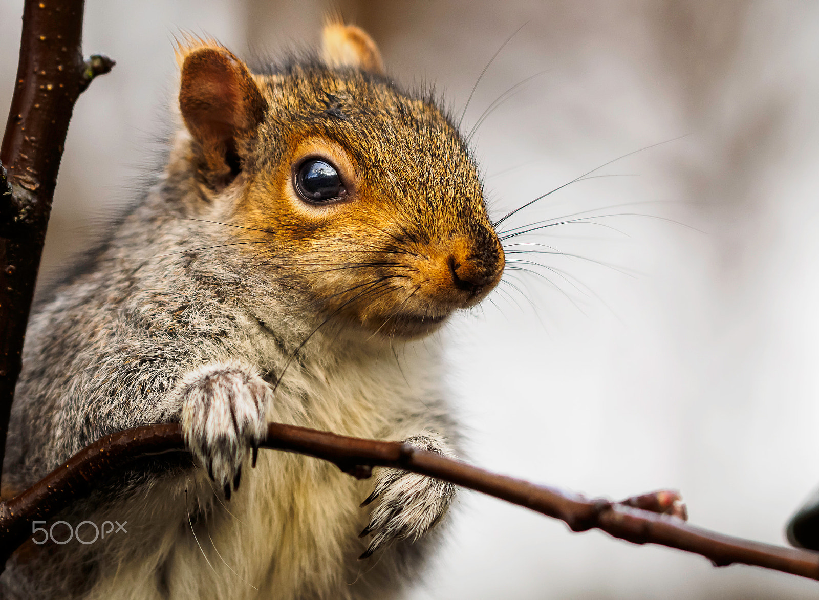 Olympus OM-D E-M1 + OLYMPUS 300mm Lens sample photo. Grey day, grey squirrel photography