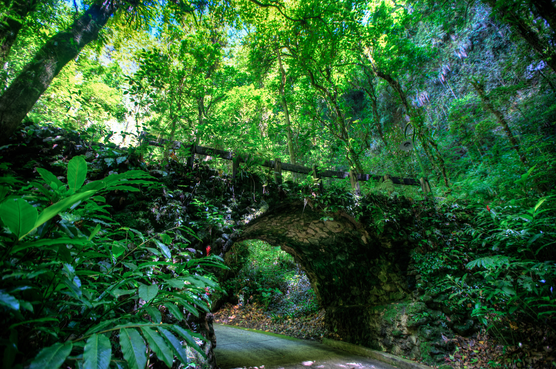 Sony a7 + Canon EF 16-35mm F2.8L II USM sample photo. The bright green of the puerto rican forest before photography