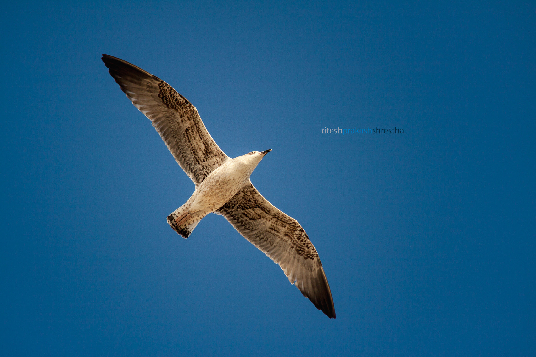 Sigma 70-200mm F2.8 EX DG OS HSM sample photo. G l i d e . . . photography