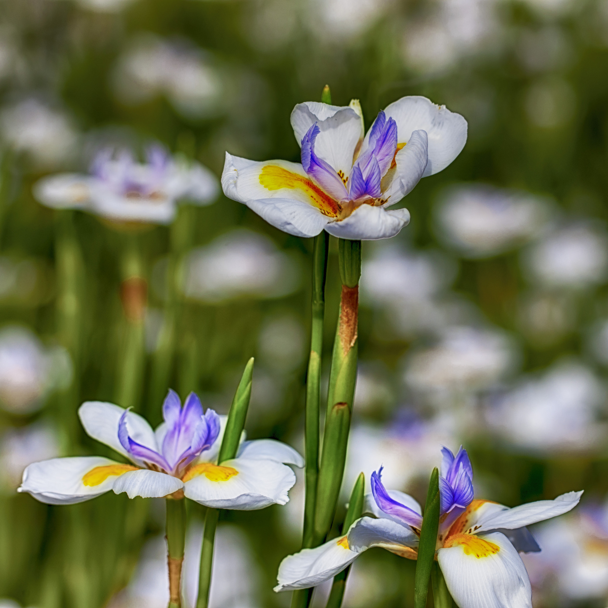 Canon EOS-1Ds Mark III sample photo. Dietes grandiflora photography