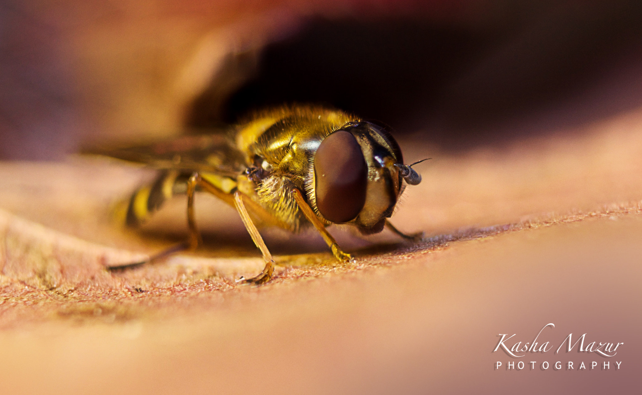 Canon EF 28-90mm f/4-5.6 sample photo. Insect - possibly a fly photography