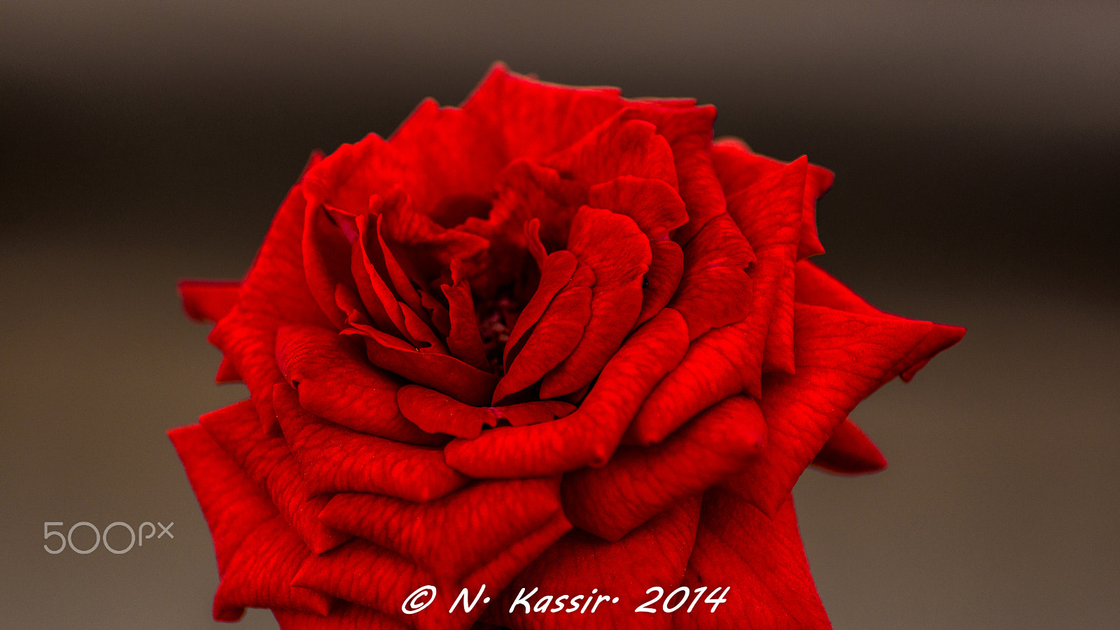 Sony SLT-A65 (SLT-A65V) + Tamron SP 24-70mm F2.8 Di VC USD sample photo. The red rose textures photography