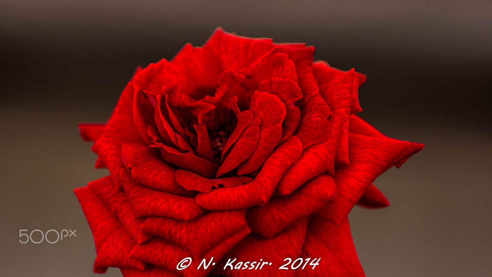 Sony SLT-A65 (SLT-A65V) + Tamron SP 24-70mm F2.8 Di VC USD sample photo. The red rose textures photography