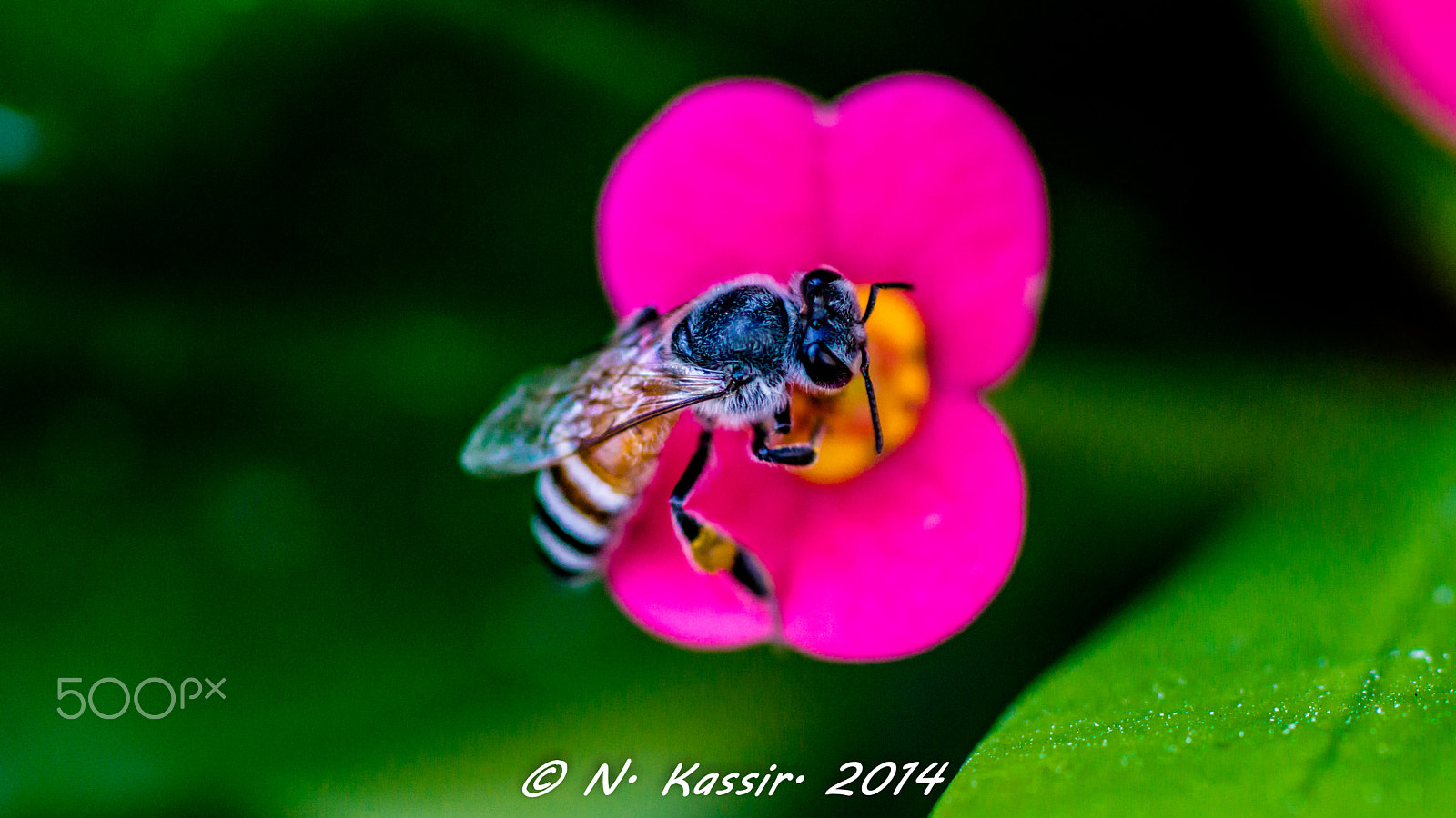 Sony SLT-A65 (SLT-A65V) + Sony 100mm F2.8 Macro sample photo. Busy honey bee photography