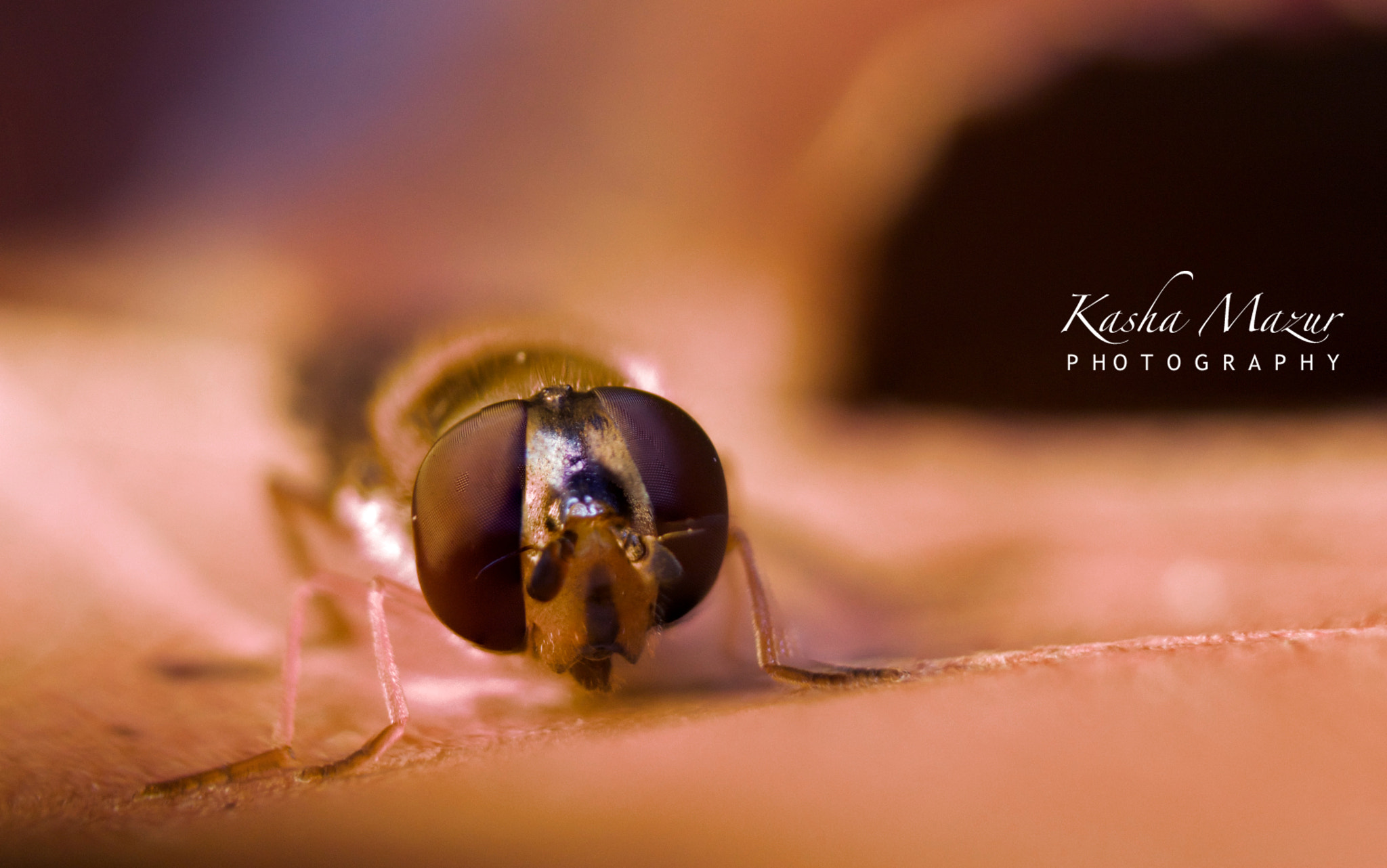 Canon EF 28-90mm f/4-5.6 sample photo. Unknown insect photography