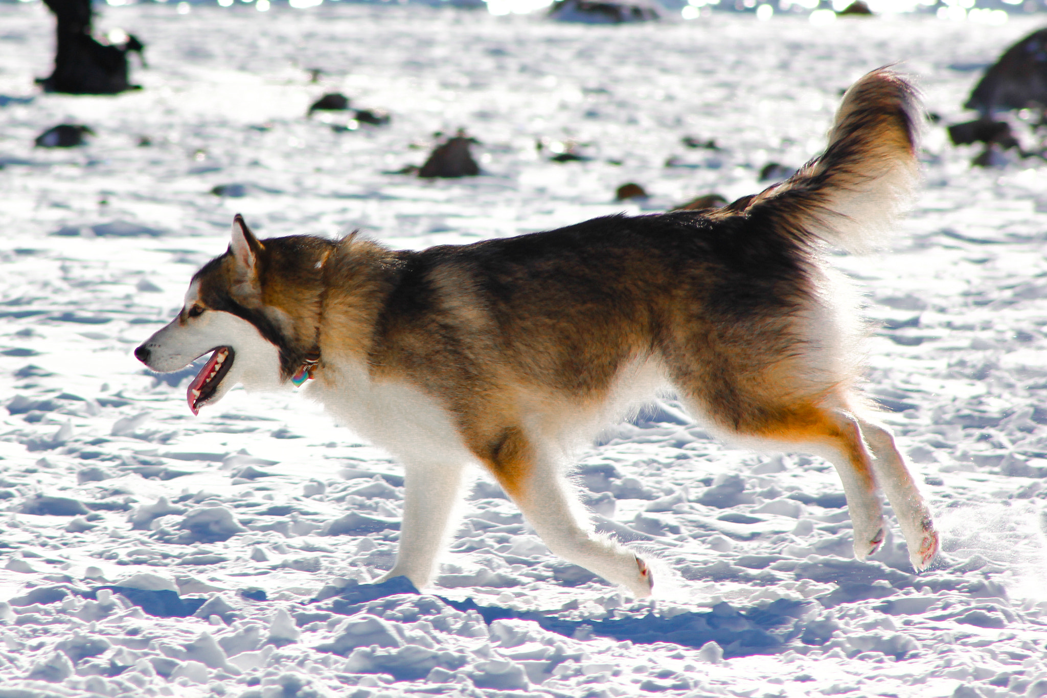 Canon EOS 550D (EOS Rebel T2i / EOS Kiss X4) sample photo. Husky play time! photography