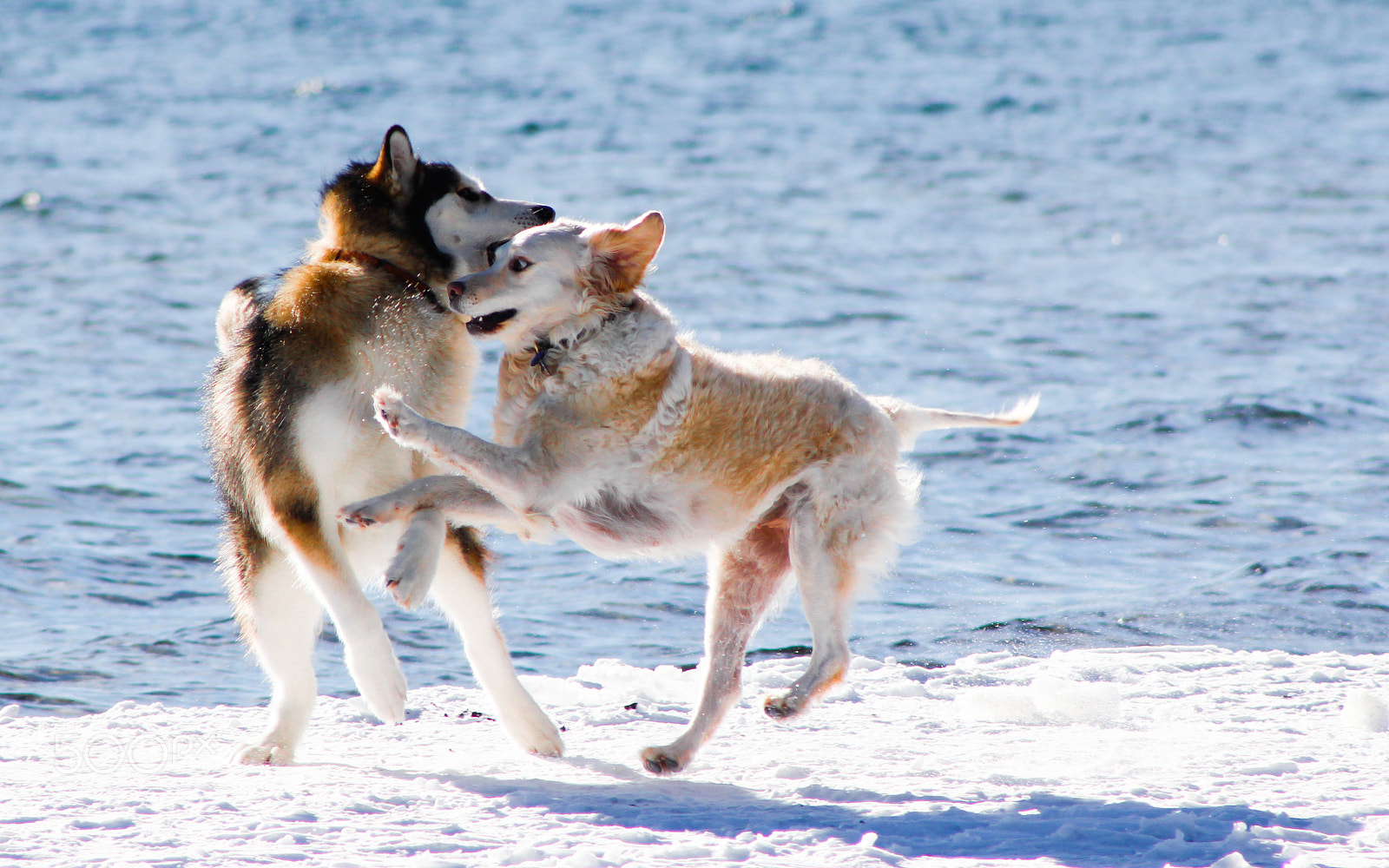 Canon EOS 550D (EOS Rebel T2i / EOS Kiss X4) sample photo. Husky buddies photography