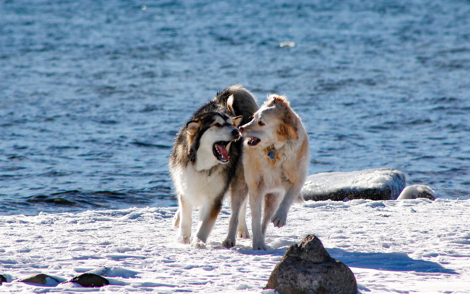 Canon EOS 550D (EOS Rebel T2i / EOS Kiss X4) sample photo. Husky buddies photography
