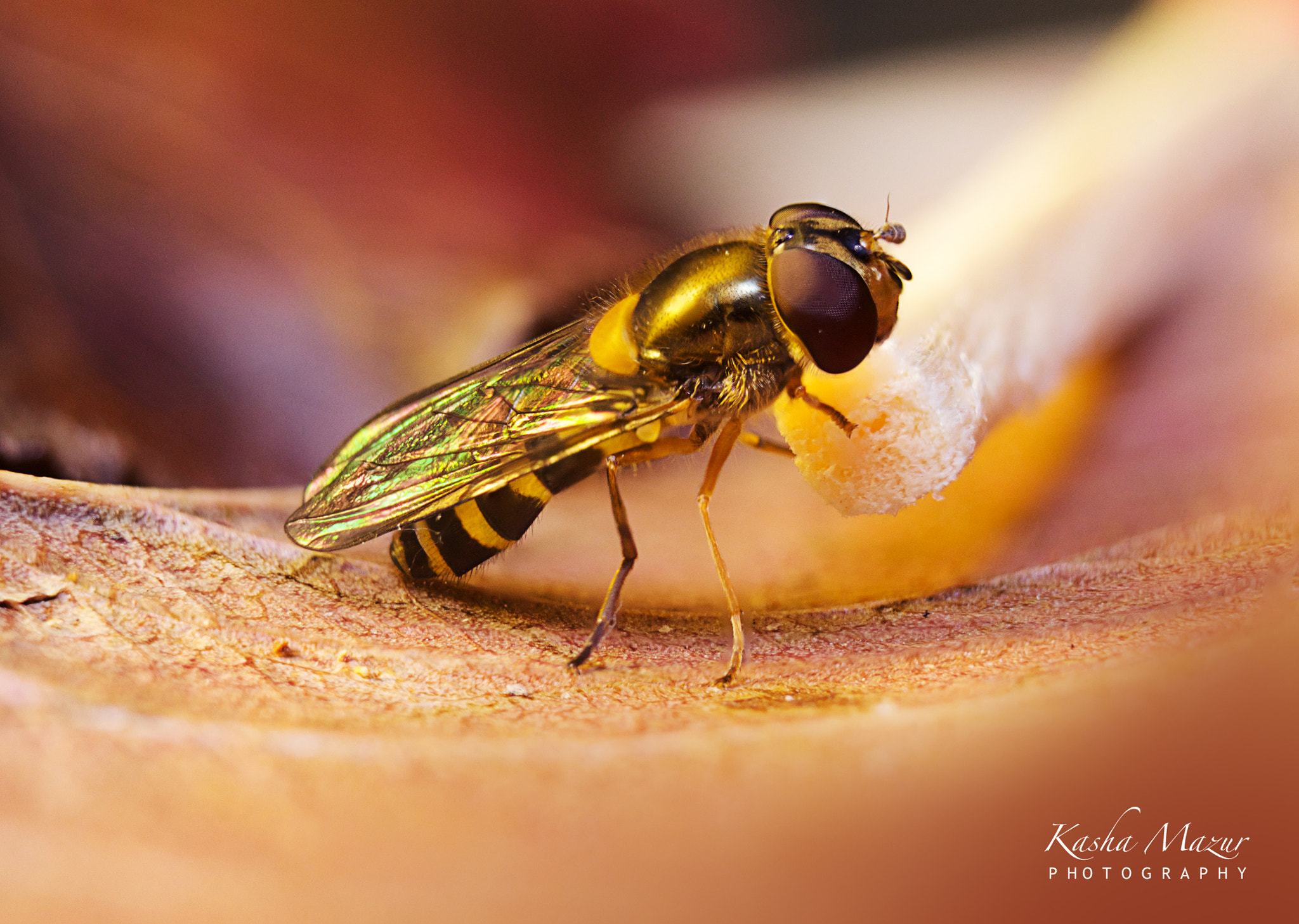Canon EF 28-90mm f/4-5.6 sample photo. Unrecognized insect photography