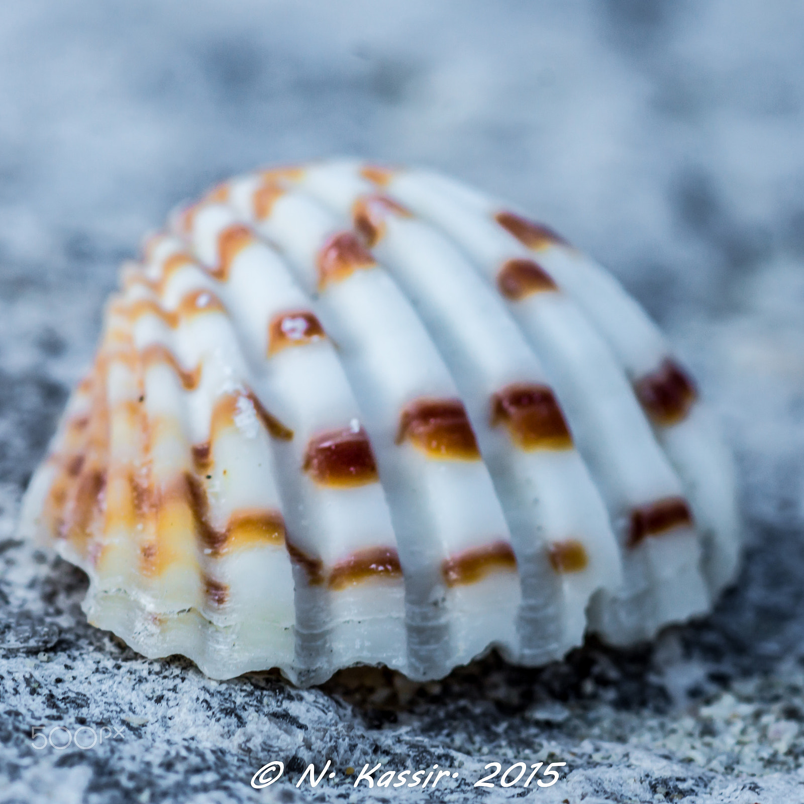 Sony SLT-A65 (SLT-A65V) + Sony 100mm F2.8 Macro sample photo. Seashell photography