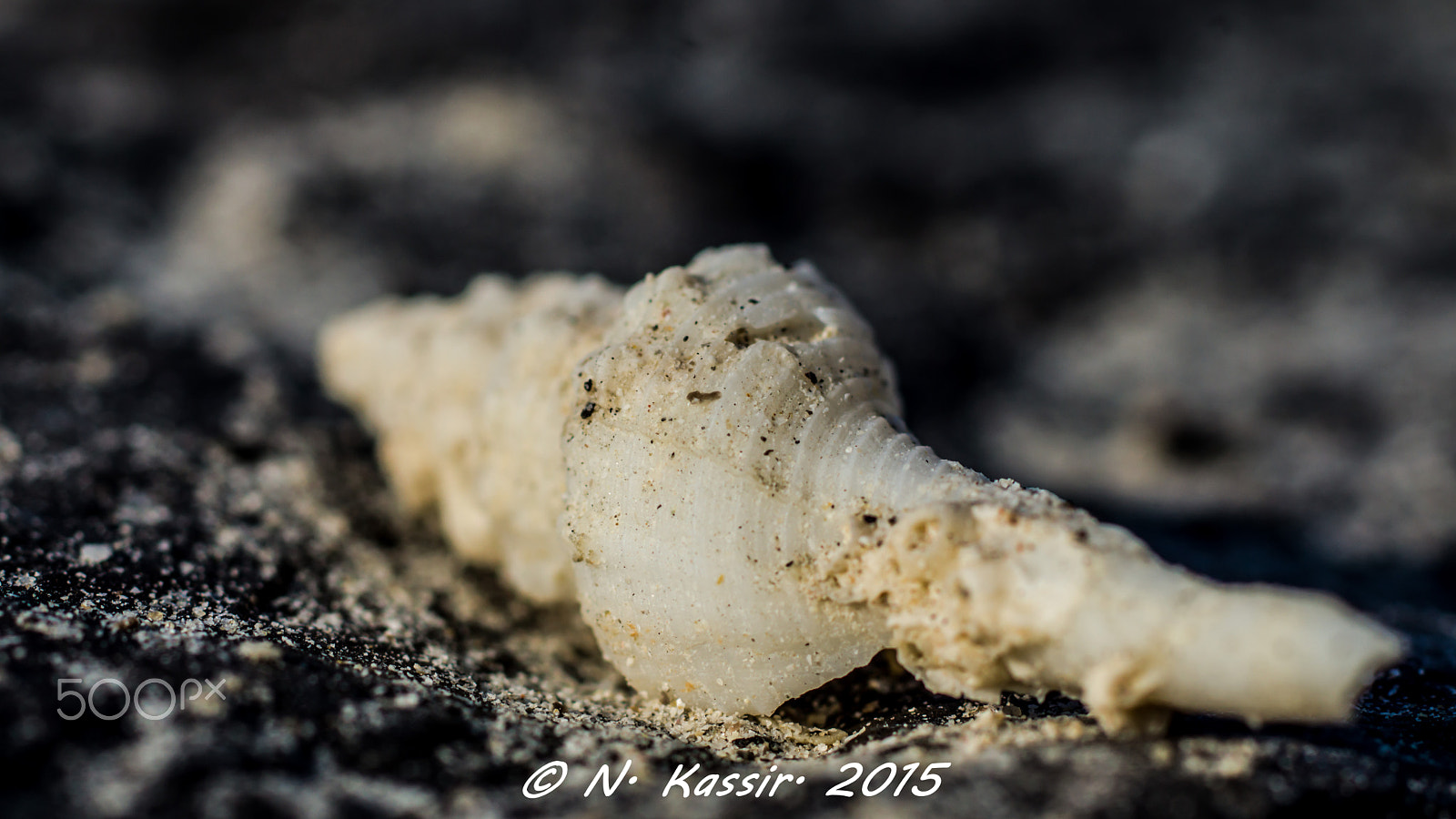 Sony SLT-A65 (SLT-A65V) + Sony 100mm F2.8 Macro sample photo. Seashell 2 photography