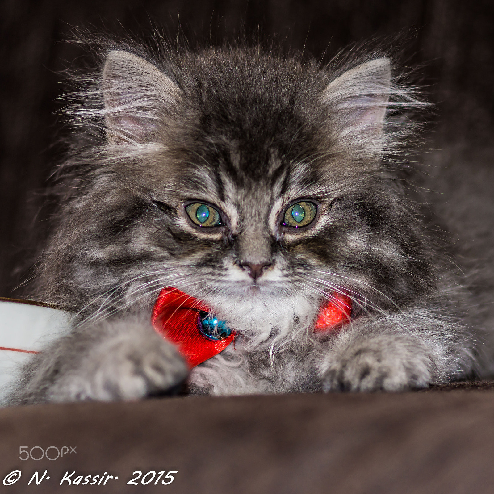 Sony SLT-A65 (SLT-A65V) + Sony 100mm F2.8 Macro sample photo. The meditating cat photography