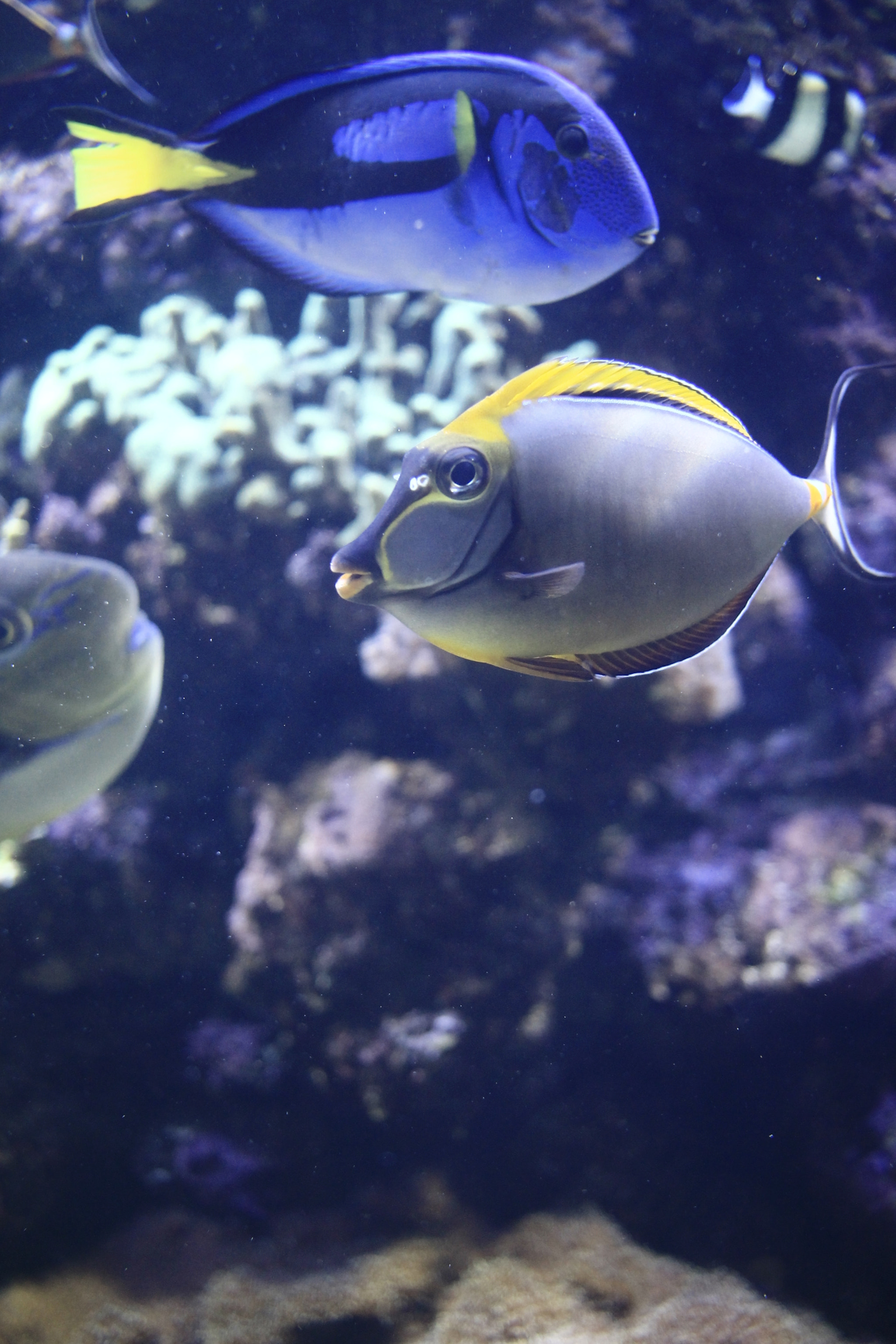 Canon EF-S 24mm F2.8 STM sample photo. Just swimming around photography
