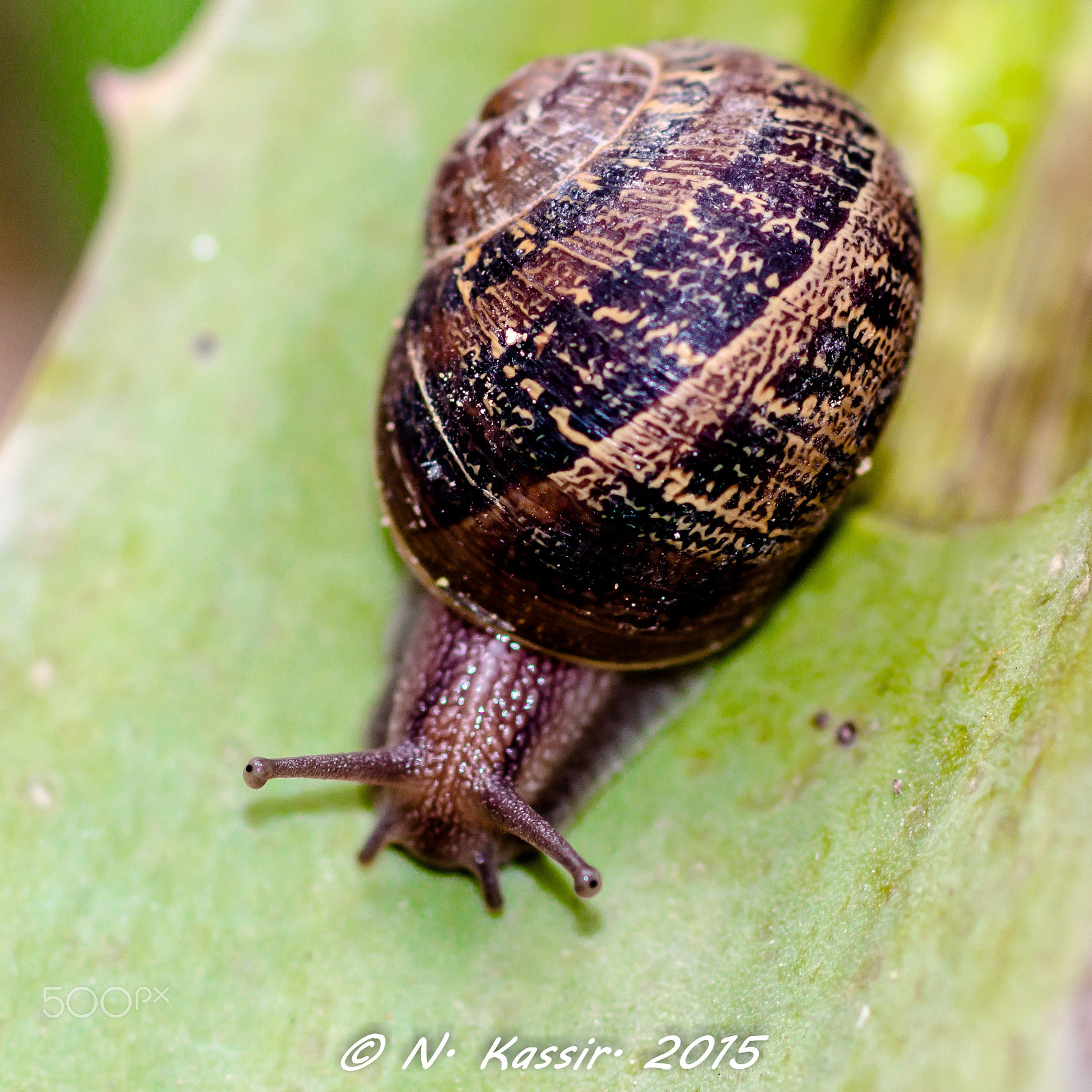 Sony SLT-A65 (SLT-A65V) + Sony 100mm F2.8 Macro sample photo. The snail is looking at me photography