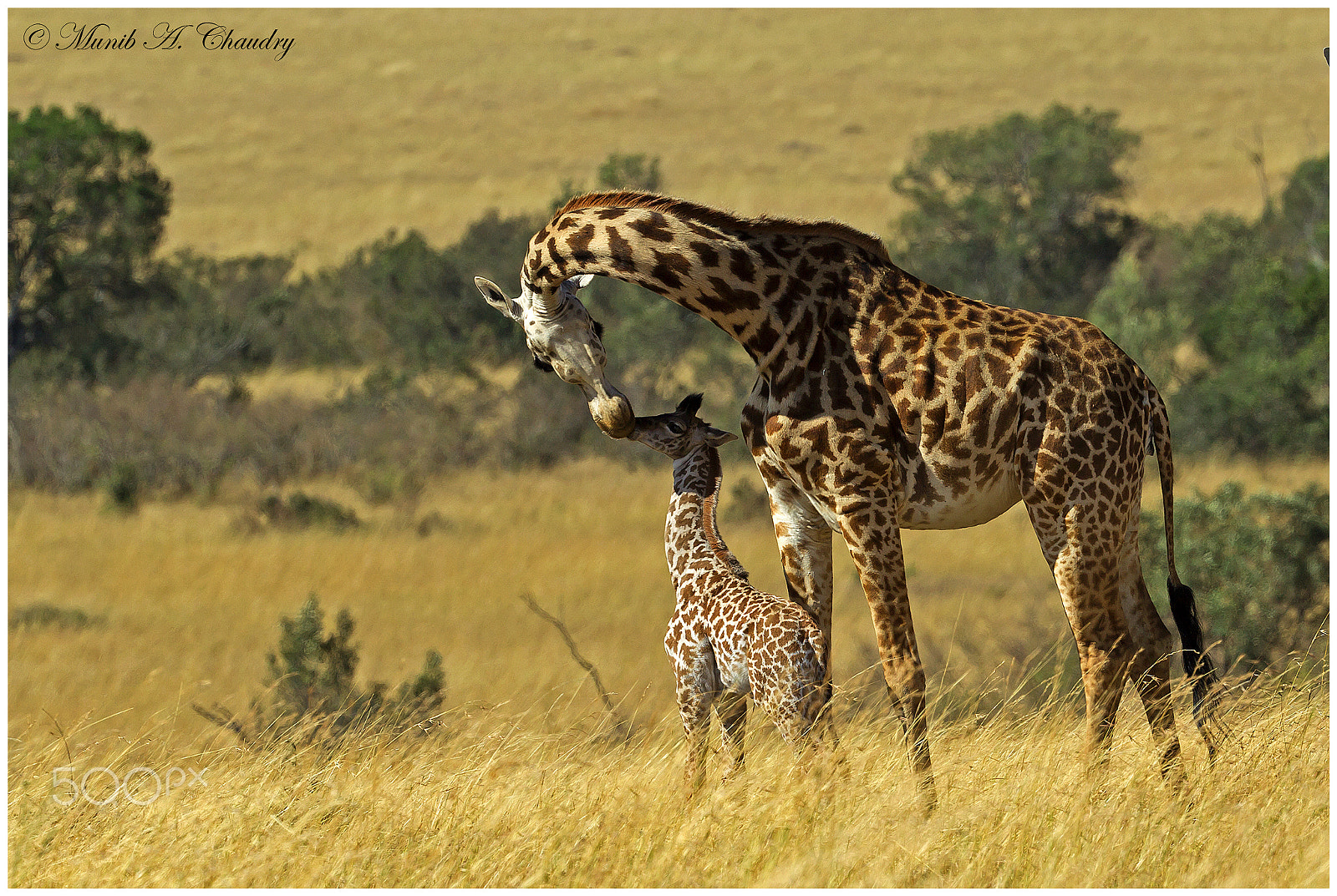 Canon EF 200-400mm F4L IS USM Extender 1.4x sample photo. The tender moment! photography