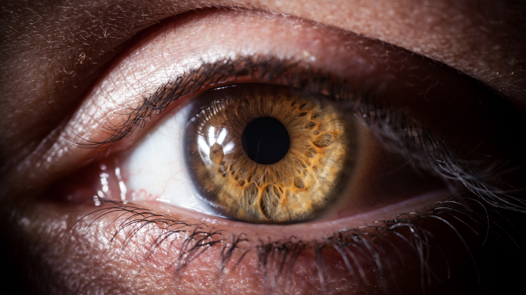 Sigma 105mm F2.8 EX DG OS HSM sample photo. " my first macro photography " photography
