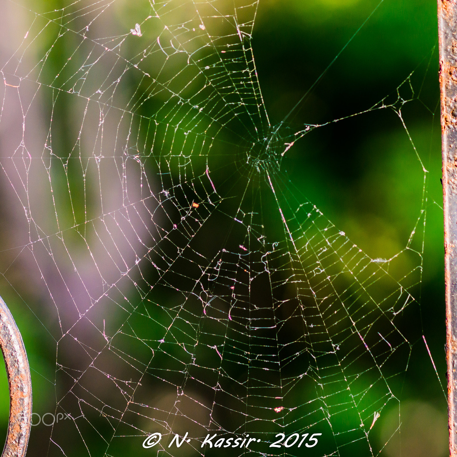 Sony SLT-A65 (SLT-A65V) + Sony 100mm F2.8 Macro sample photo. The spiderweb photography