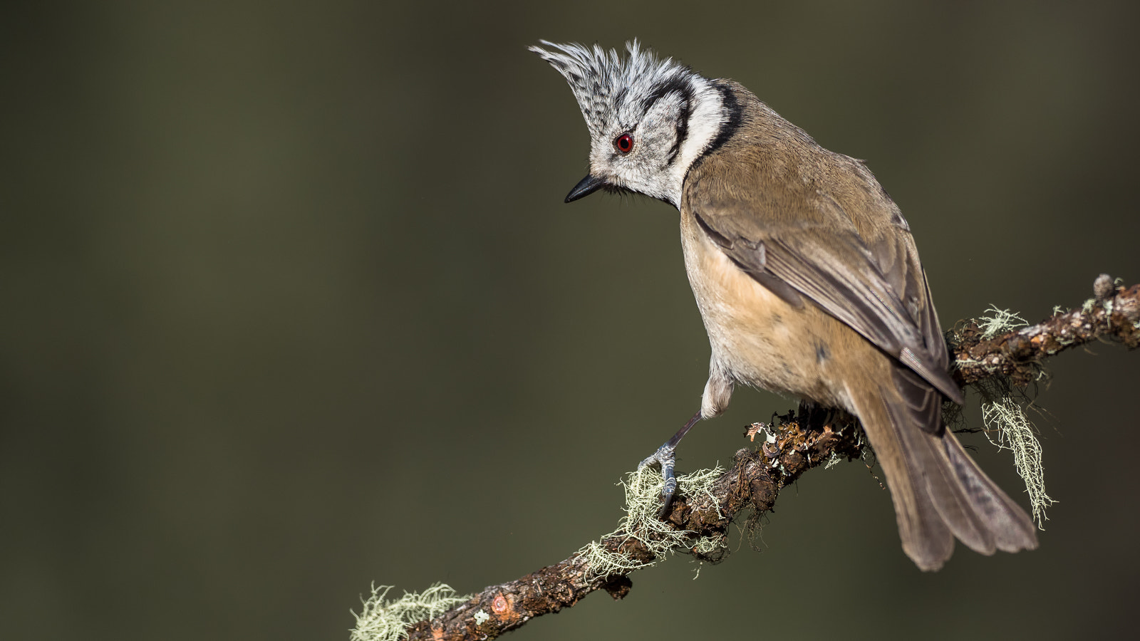 Olympus OM-D E-M5 II + OLYMPUS M.300mm F4.0 sample photo. Cincia dal ciuffo photography