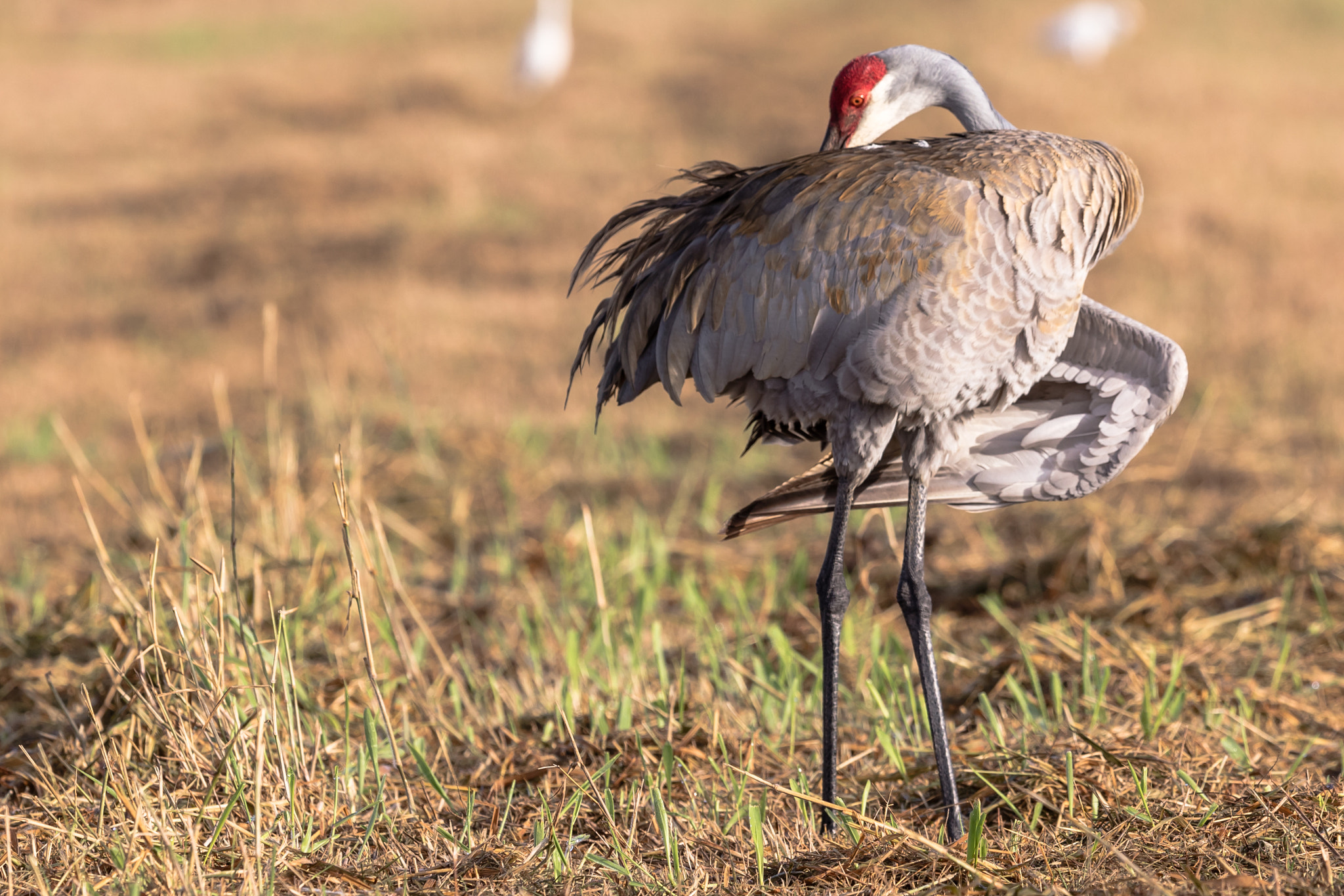 Canon EF 300mm F2.8L IS II USM sample photo. Sandhill crane photography