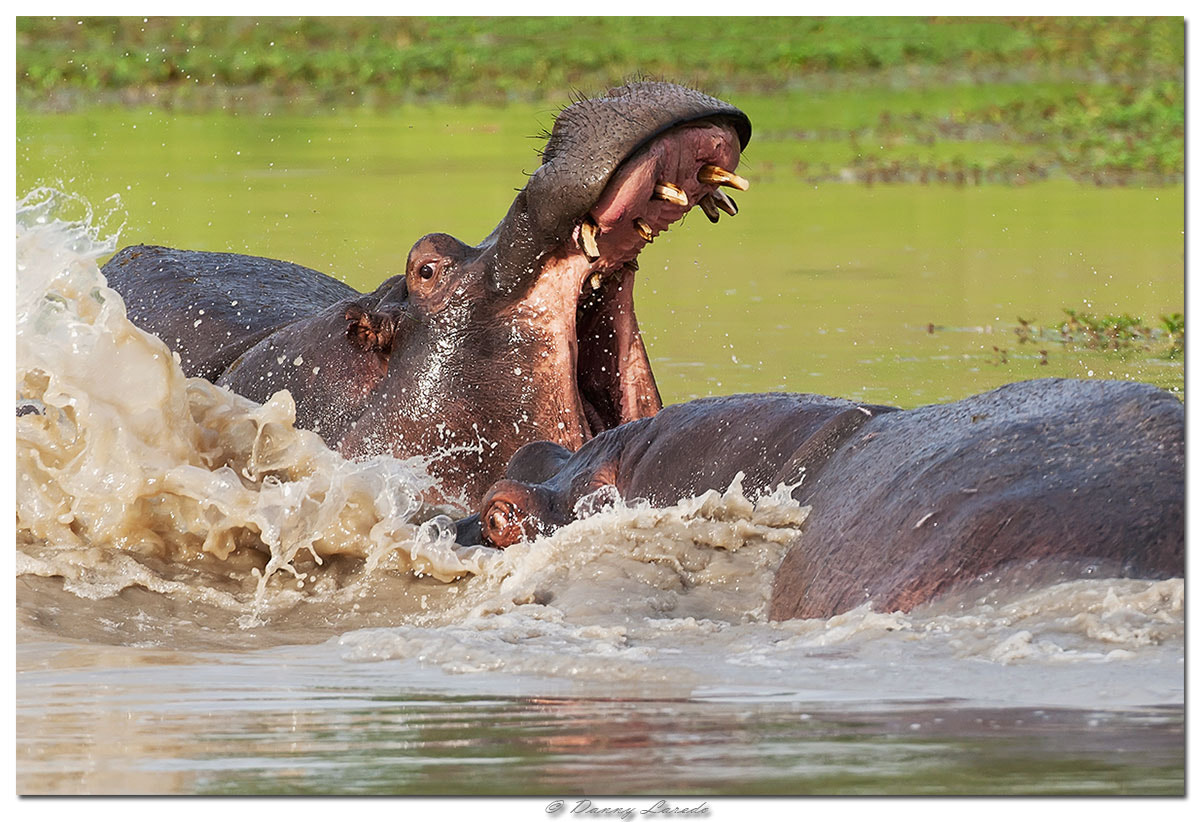 Canon EOS-1D Mark III sample photo. Hippo photography