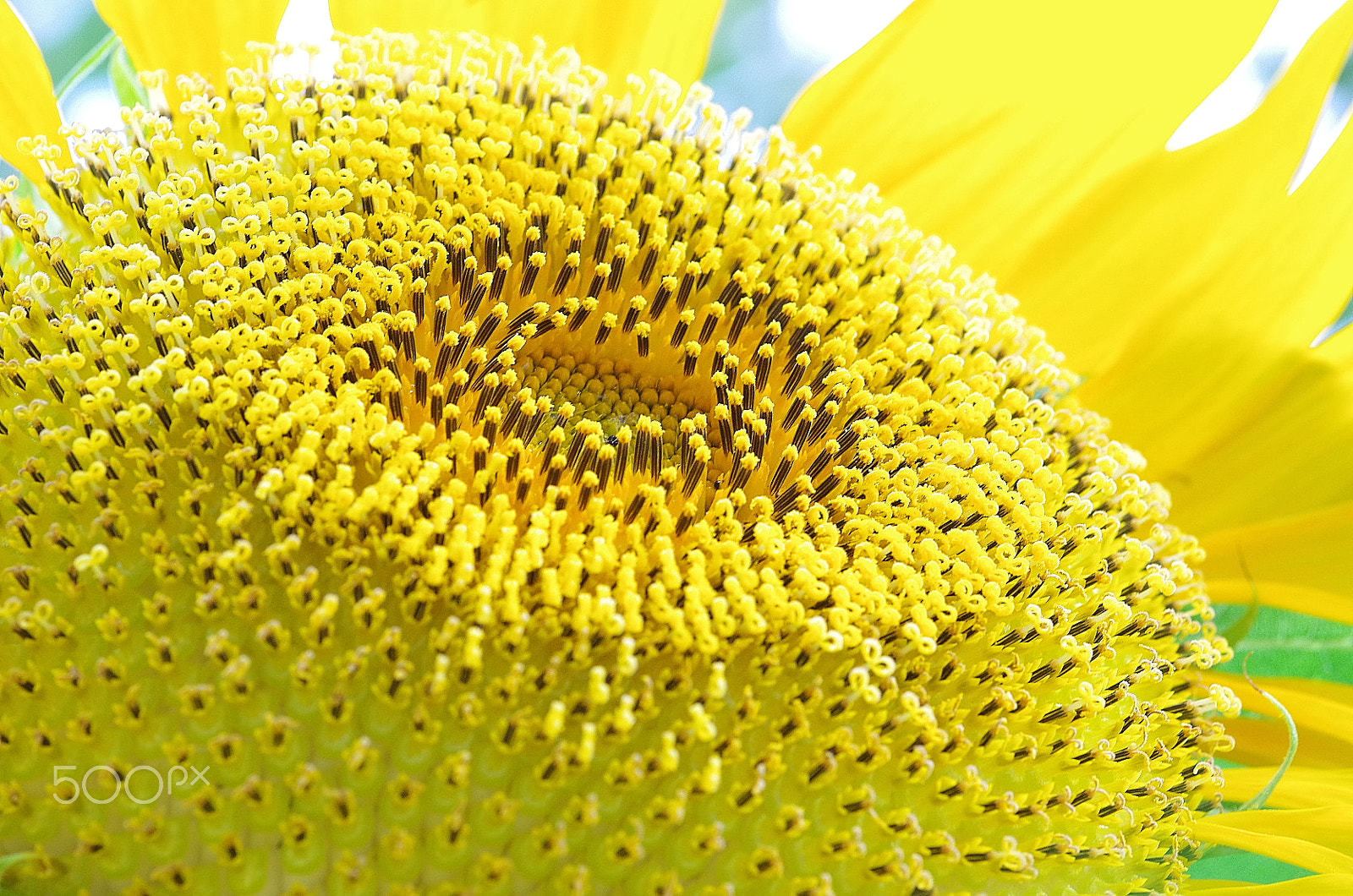 Pentax K-50 sample photo. Sunflower photography