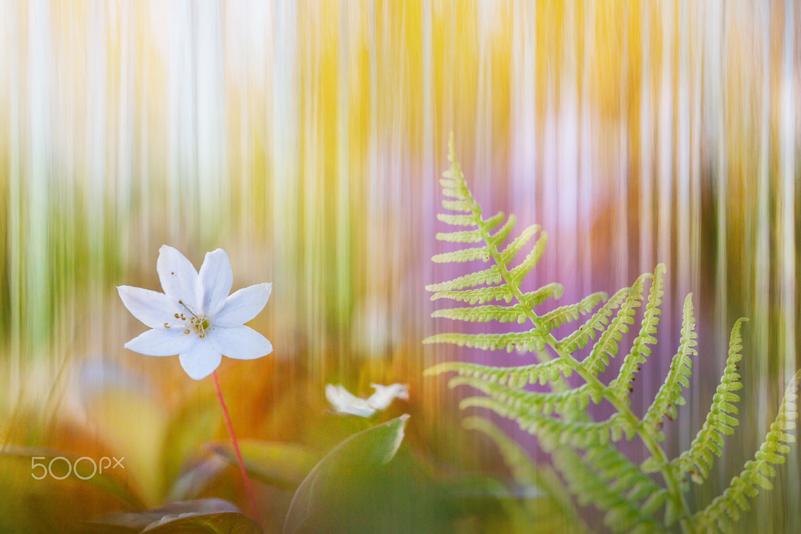 Canon EF 180mm F3.5L Macro USM sample photo. Star near by you photography