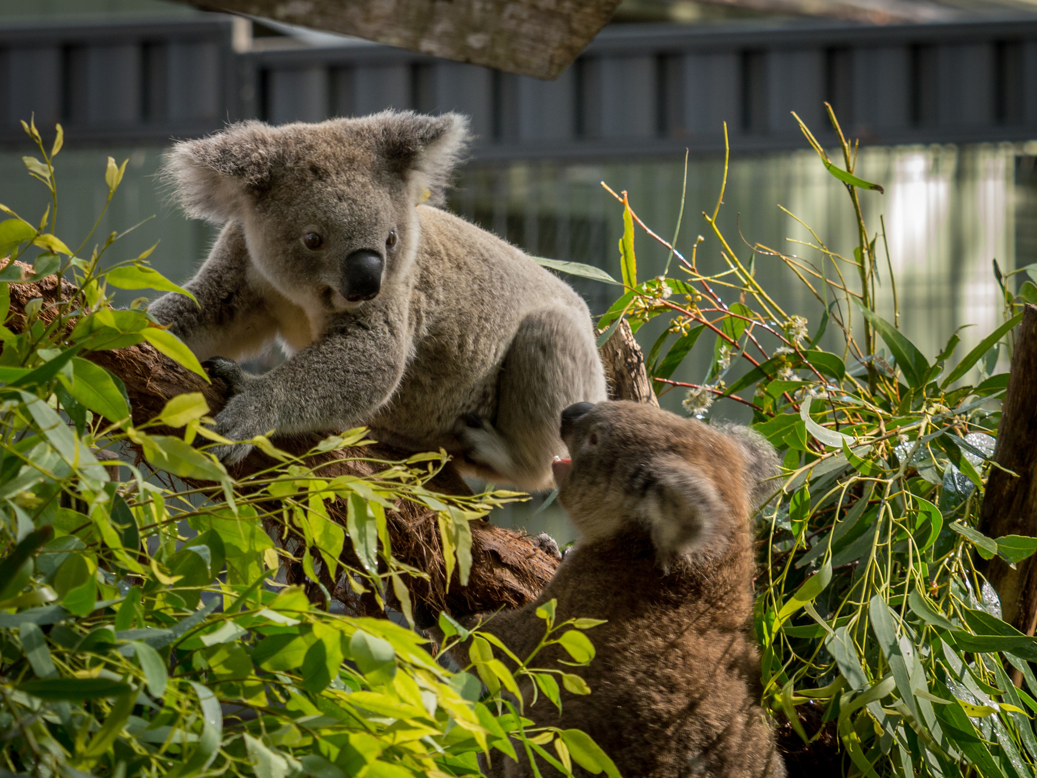 Panasonic Lumix DMC-GF6 sample photo. Koalas having fun photography