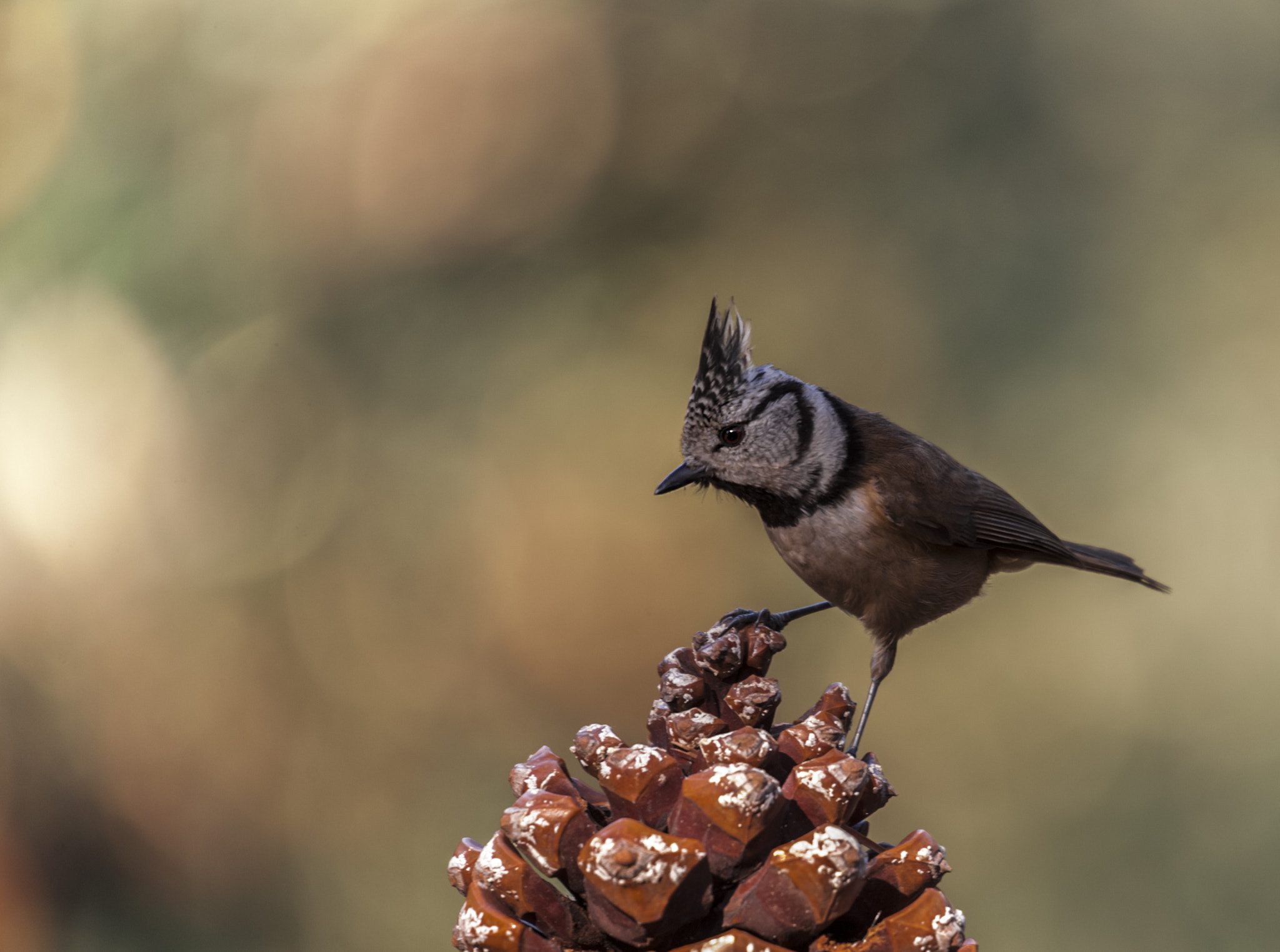 Sigma 50-500mm F4.5-6.3 DG OS HSM sample photo. Pajarillo photography