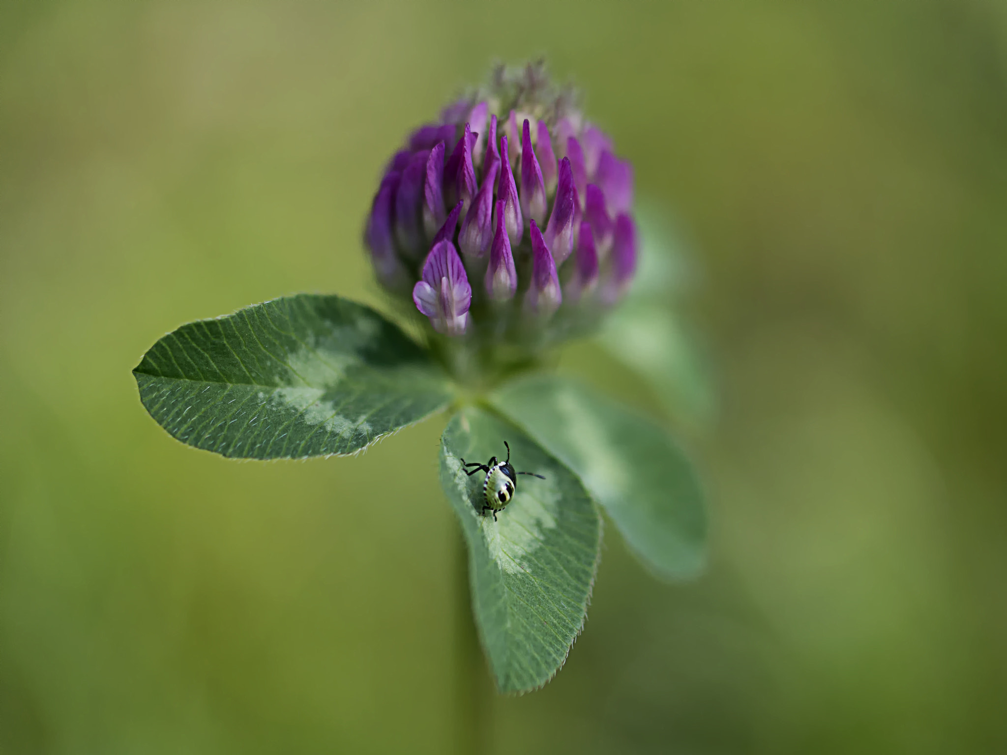 Samsung NX300 + Samsung NX 60mm F2.8 Macro ED OIS SSA sample photo. .. photography