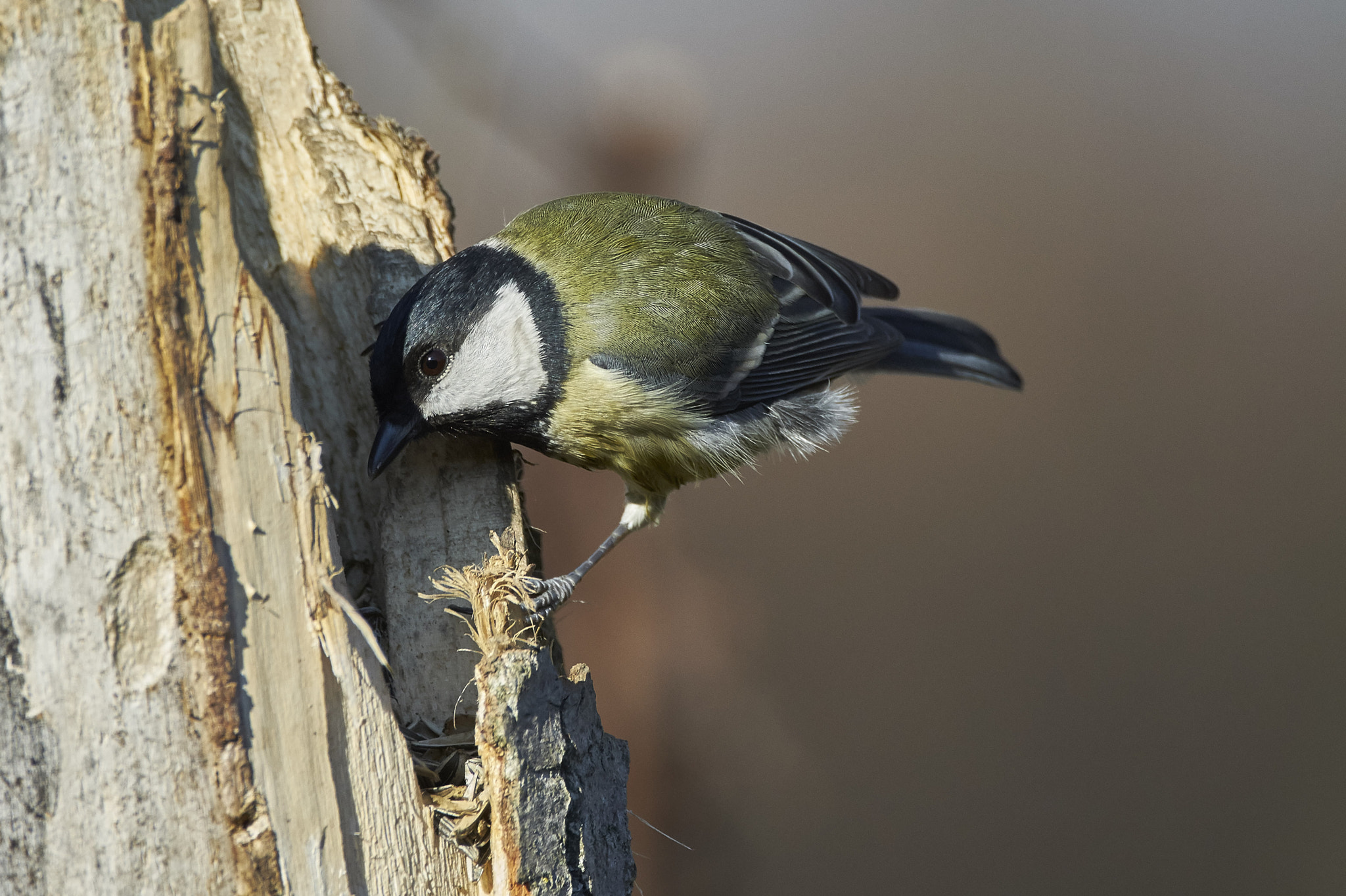 150-600mm F5-6.3 DG OS HSM | Contemporary 015 sample photo. Great tit photography