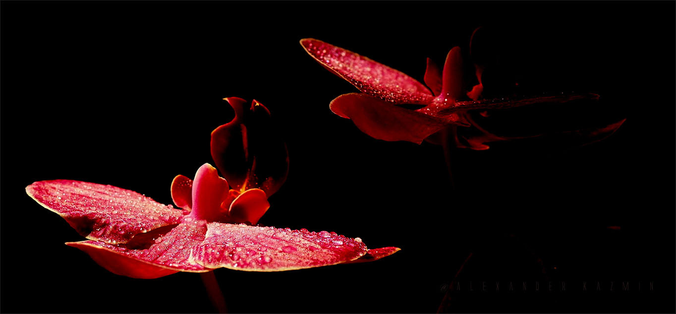 Olympus OM-D E-M10 + Sigma 60mm F2.8 DN Art sample photo. Red orchids in the night photography