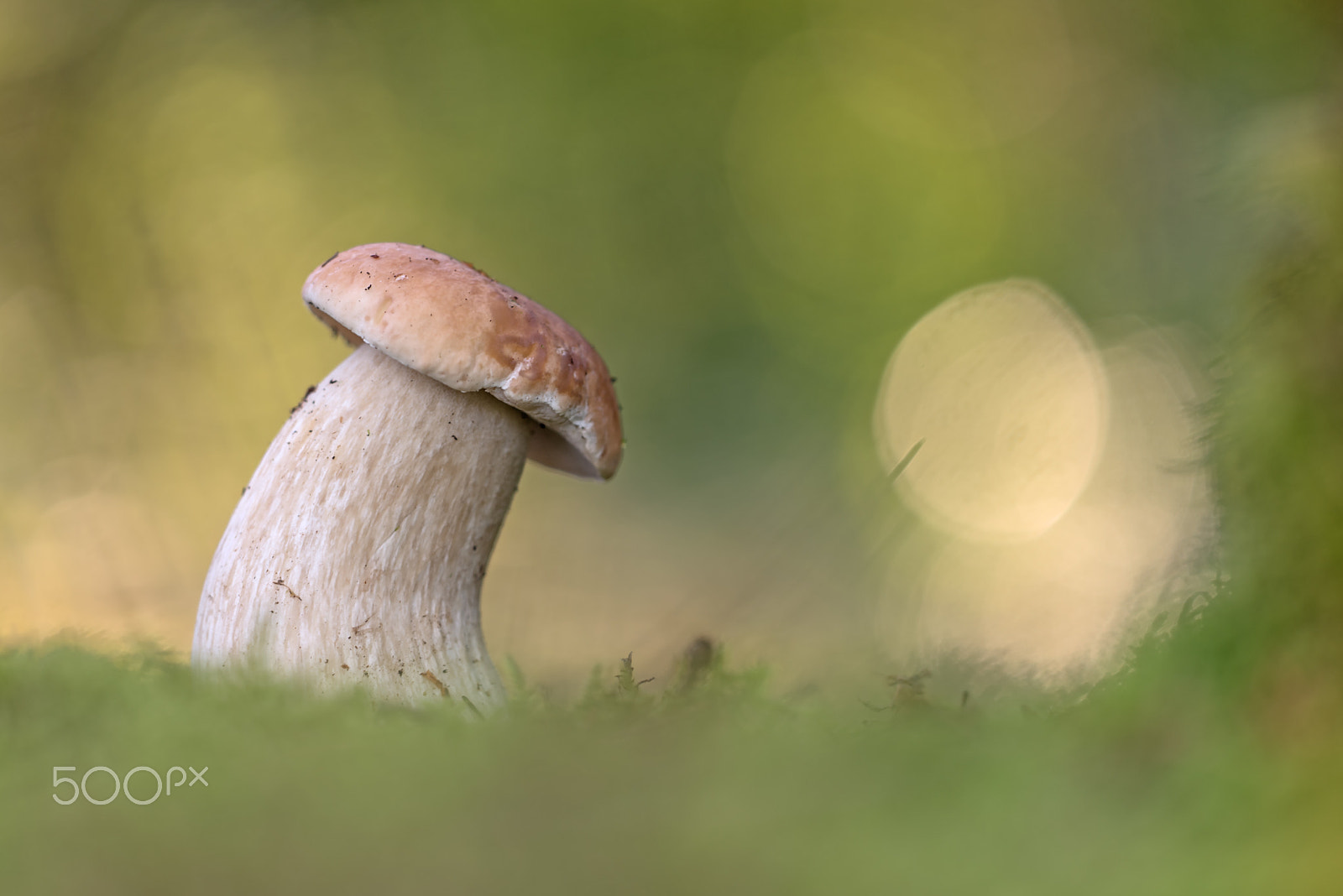 Sigma 150mm F2.8 EX DG Macro HSM sample photo. Boletus edulis(steinpilz) photography