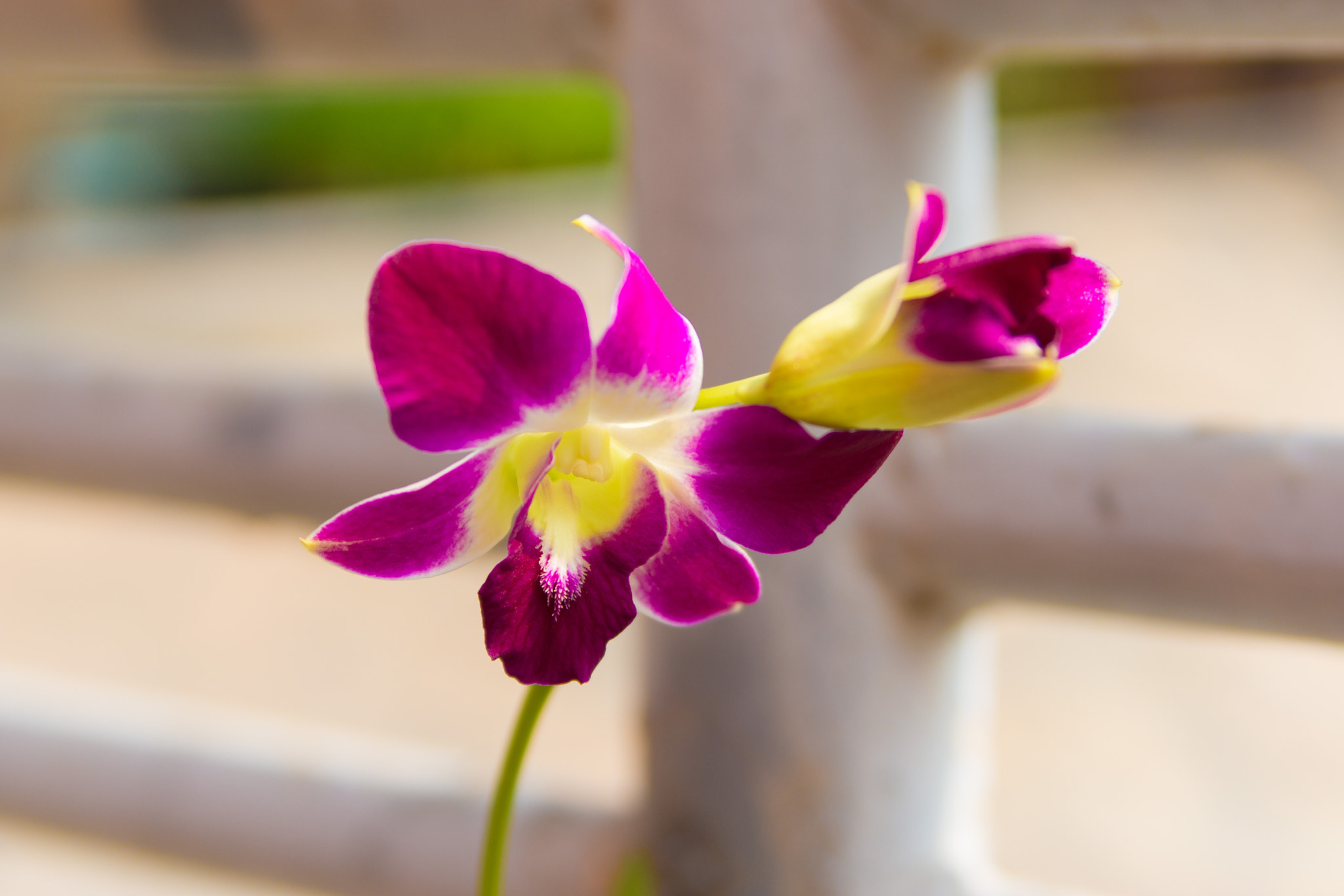 Sony SLT-A77 sample photo. Thailand (Таиланд) photography