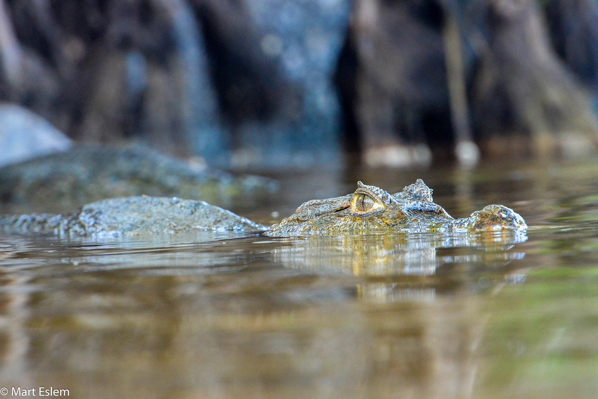 VR 70-200mm f/2.8G sample photo. Caiman in los llanos photography