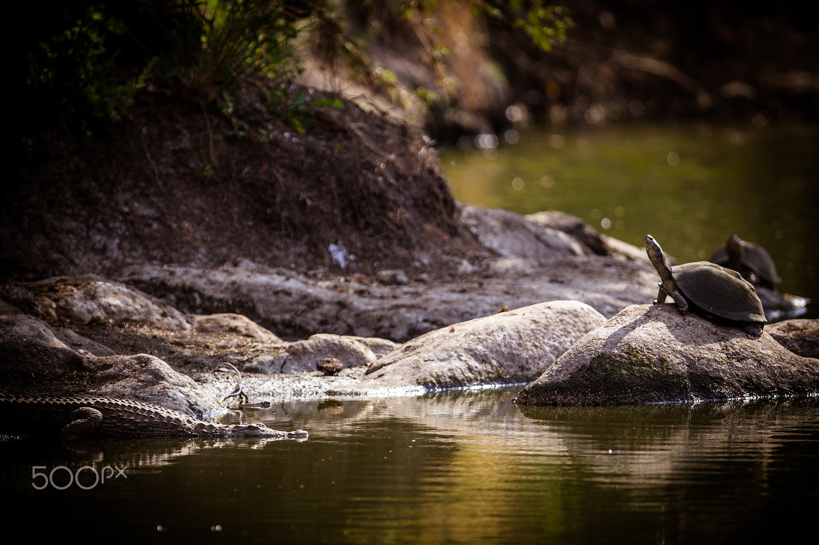 Canon EOS 60D + Canon EF 300mm F2.8L IS USM sample photo. Unlikely firends photography