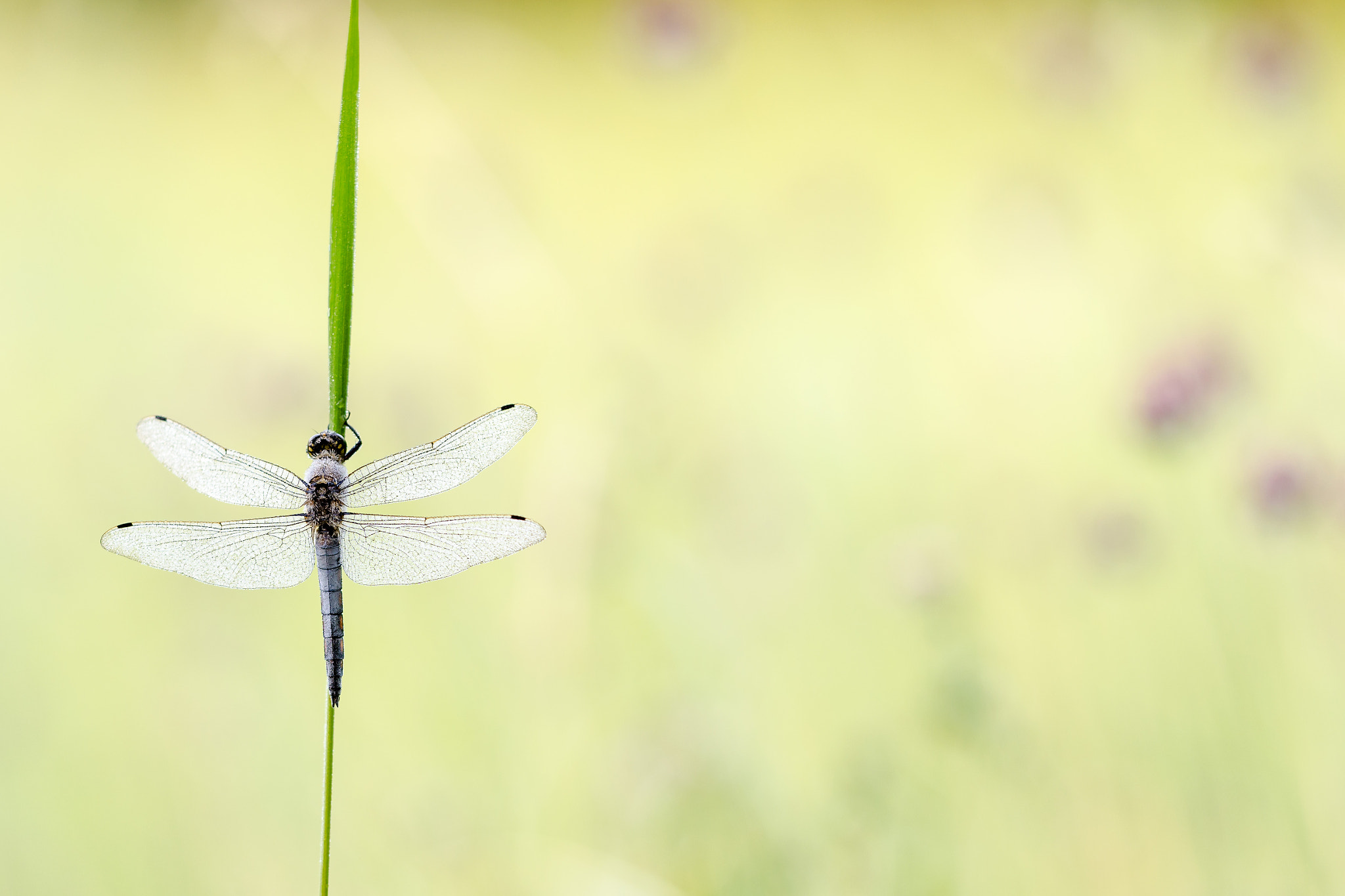 Sigma 150mm F2.8 EX DG Macro HSM sample photo. Orthetrum cancellatum photography