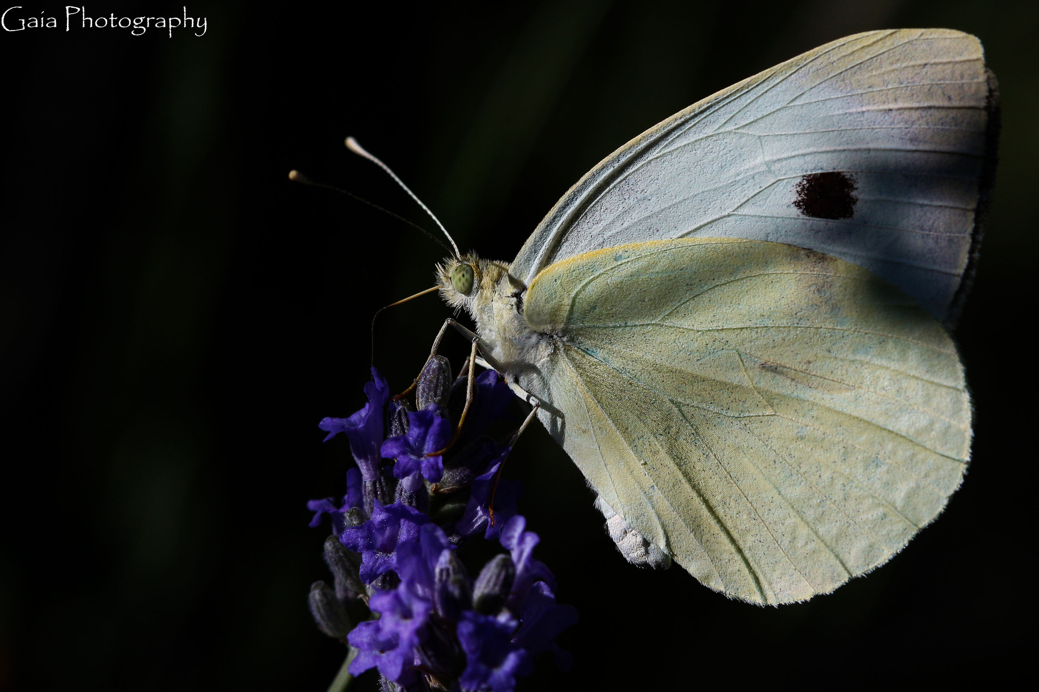 Canon EF 100mm F2.8 Macro USM sample photo. Cherish the lavender photography
