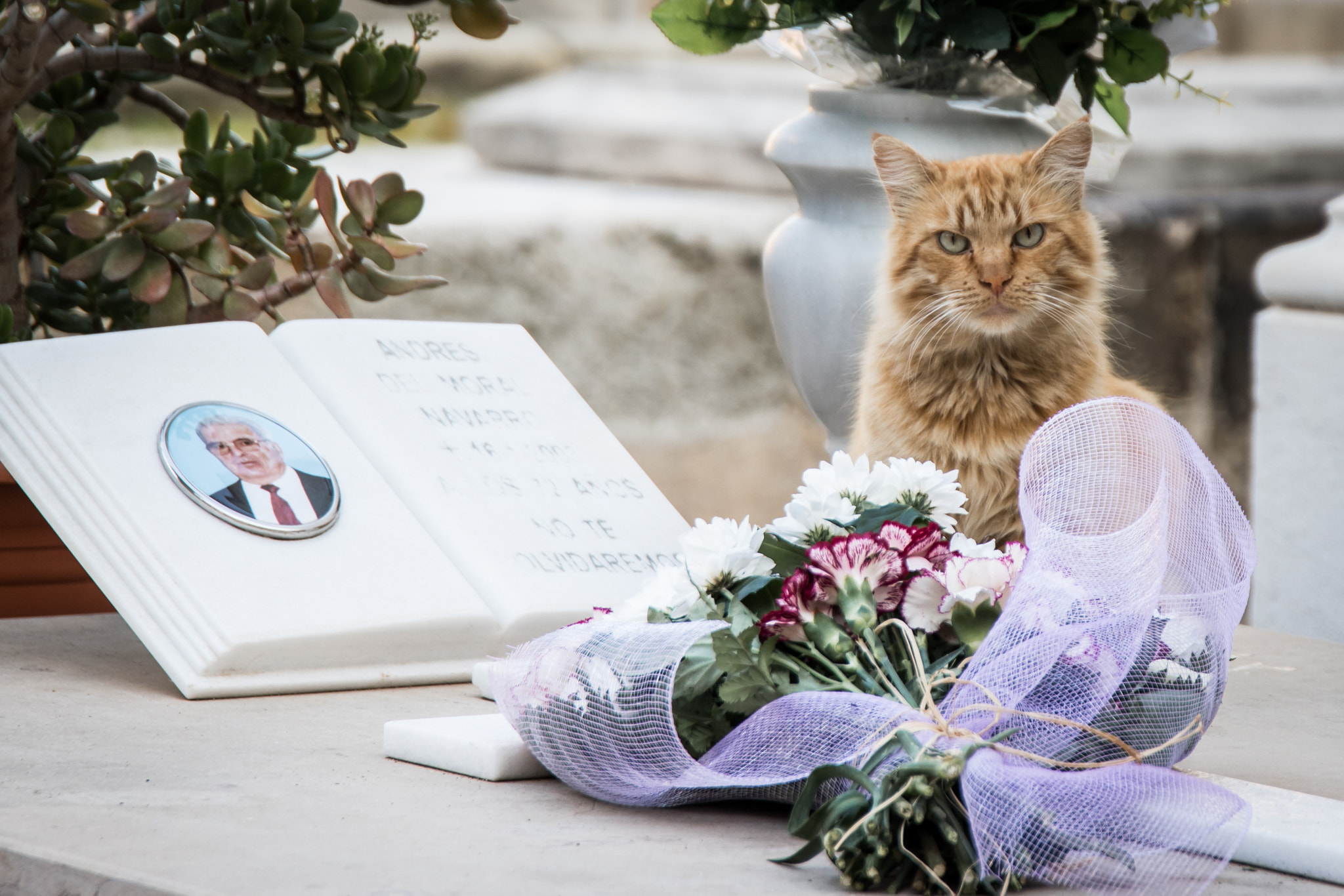 Sigma 24-105mm f/4 DG OS HSM | A sample photo. Always with you... photography
