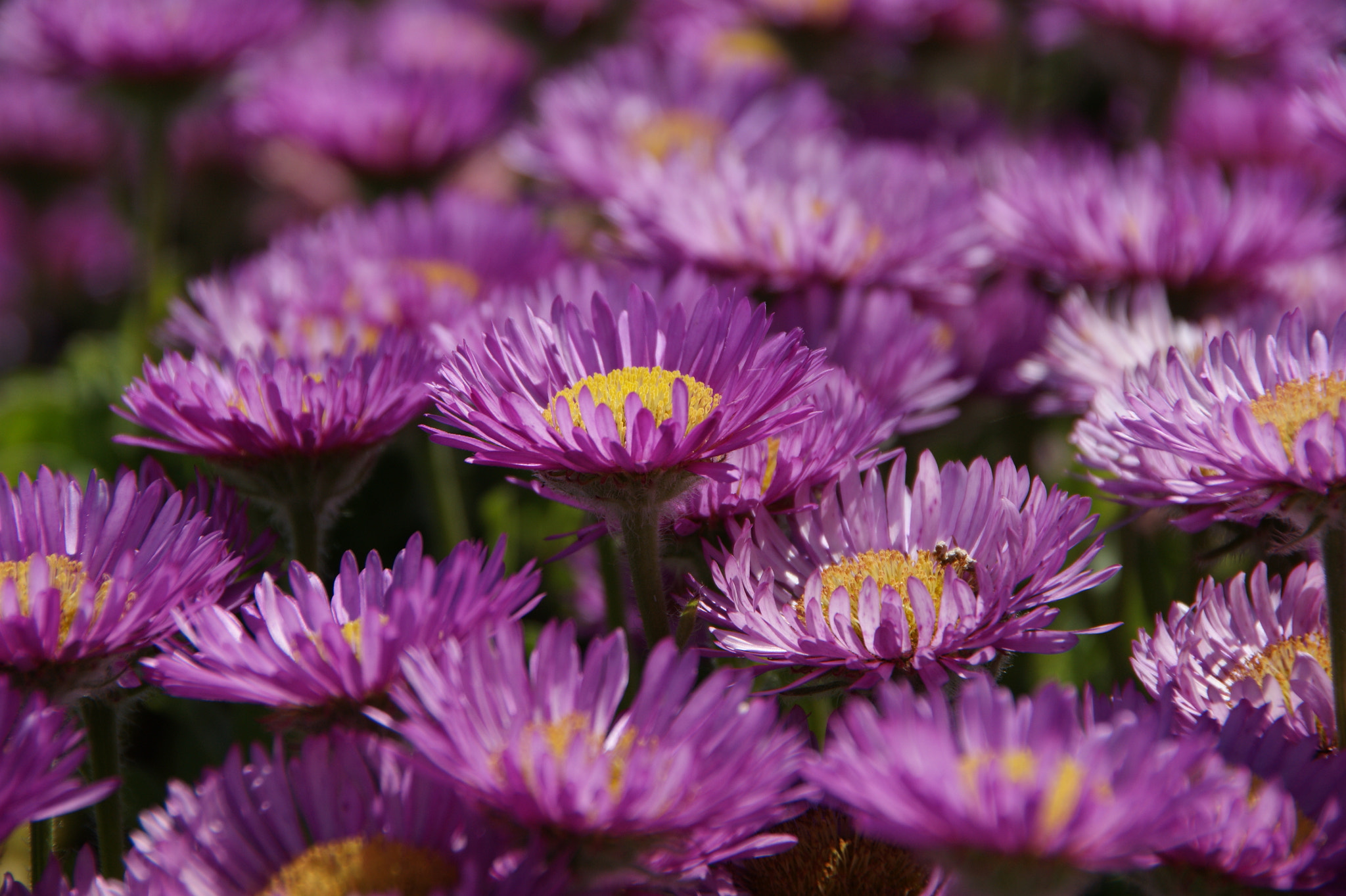 Sony Alpha DSLR-A350 sample photo. Purple profusion photography