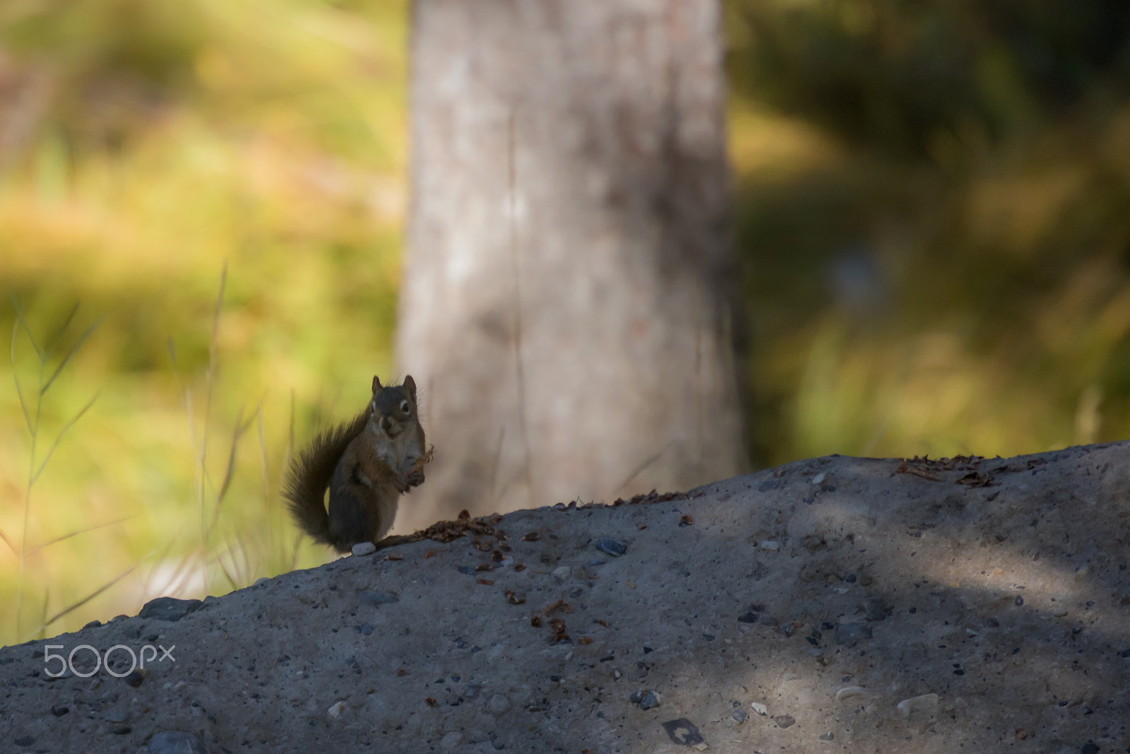 Canon EOS 760D (EOS Rebel T6s / EOS 8000D) sample photo. Preparing for winter photography