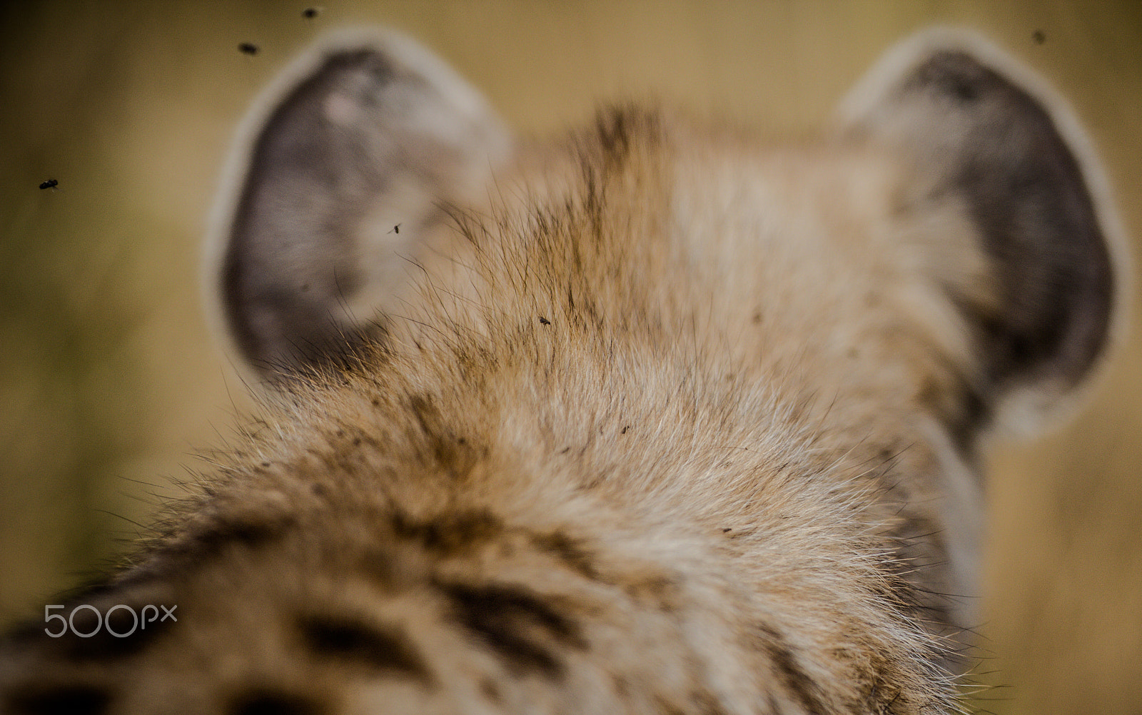 Canon EOS 60D + Canon EF 300mm F2.8L IS USM sample photo. I need a bath photography